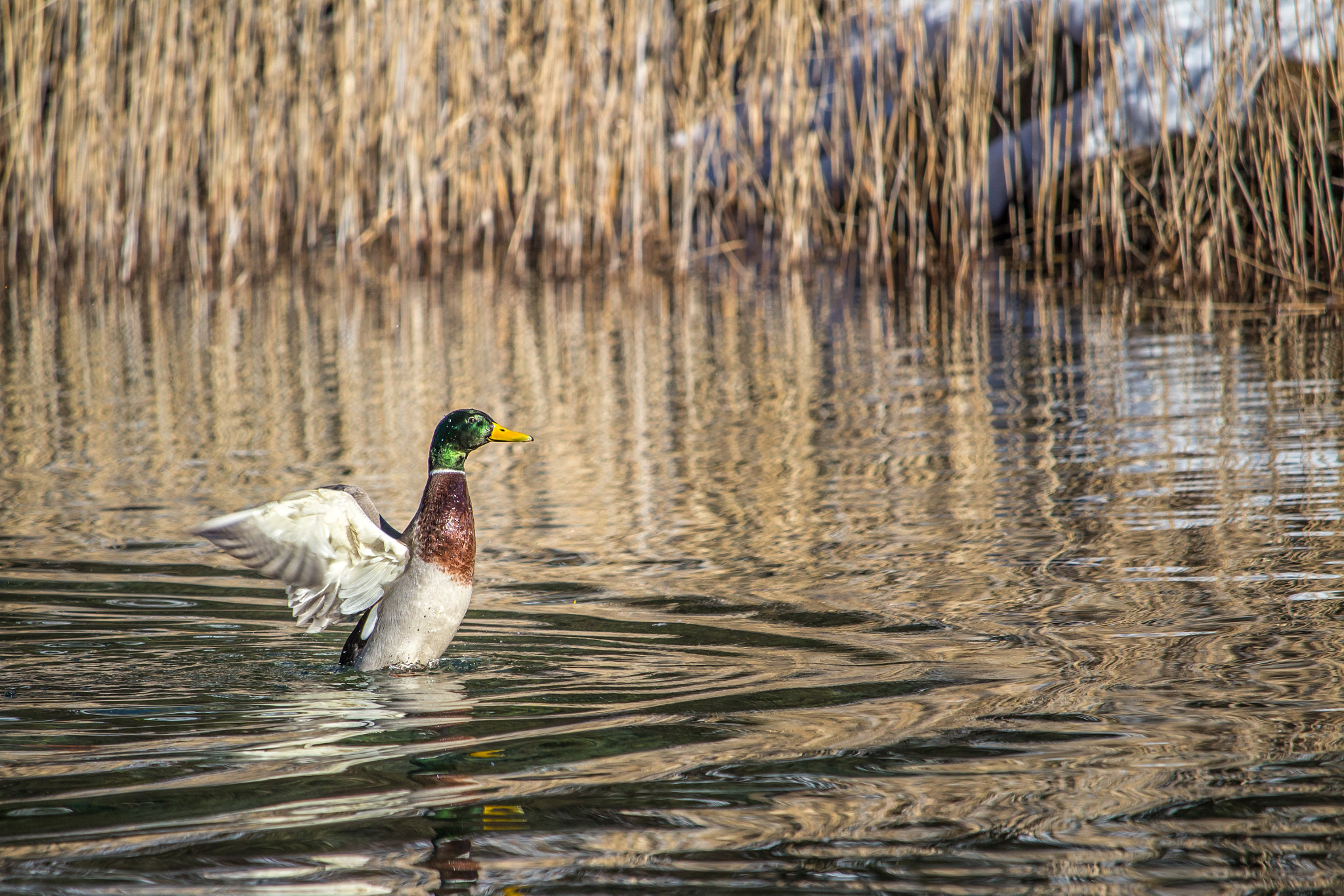 Canon EF-S 55-250mm F4-5.6 IS STM sample photo. First duck shot ;) photography