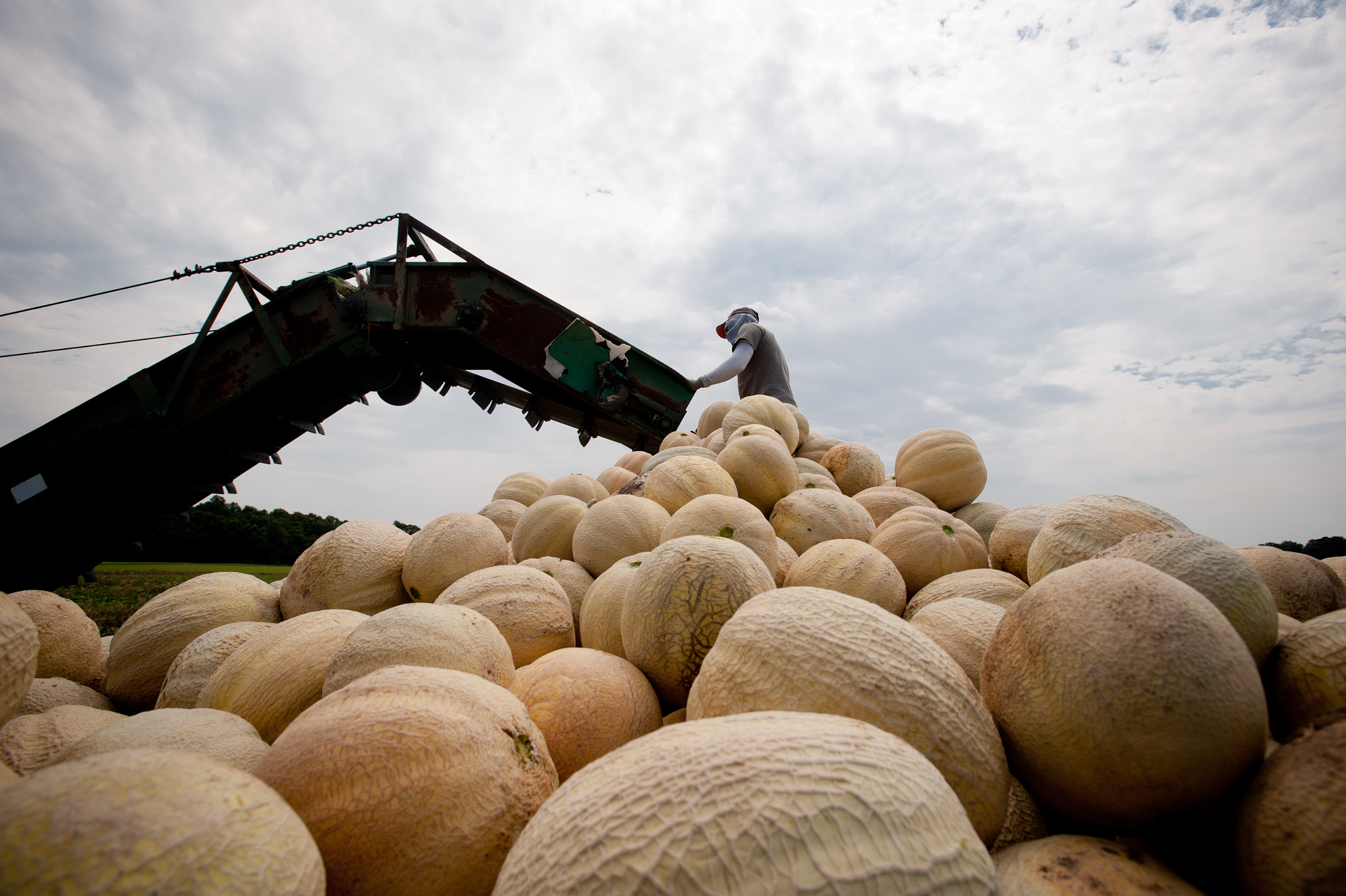 Nikon D700 + Nikon AF-S Nikkor 17-35mm F2.8D ED-IF sample photo. Migrant worker sorting cantaloupe with machinery in the field of a farm over pile of cantaloupe photography