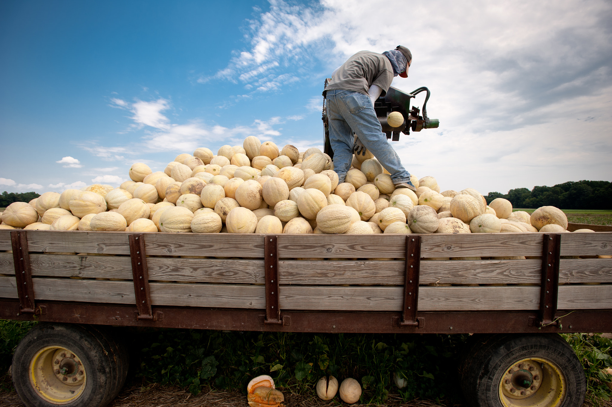 Nikon D700 + Nikon AF-S Nikkor 17-35mm F2.8D ED-IF sample photo. Migrant worker sorting cantaloupe with machinery in the field of a farm over pile of cantaloupe photography