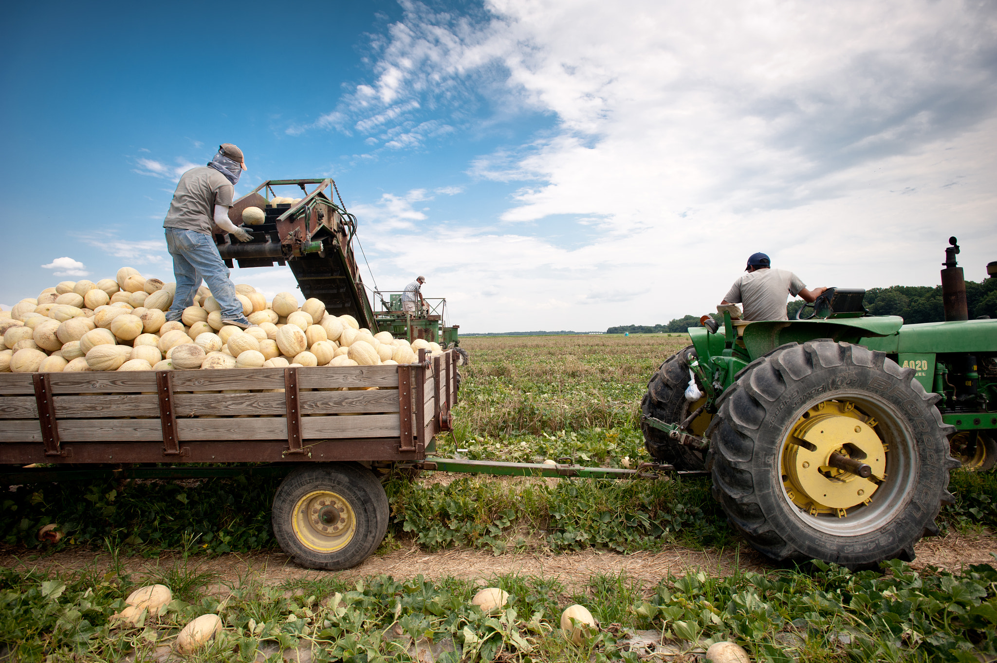 Nikon D700 + Nikon AF-S Nikkor 17-35mm F2.8D ED-IF sample photo. Migrant workers sorting cantaloupe with machinery in the field of a farm over pile of cantaloupe photography