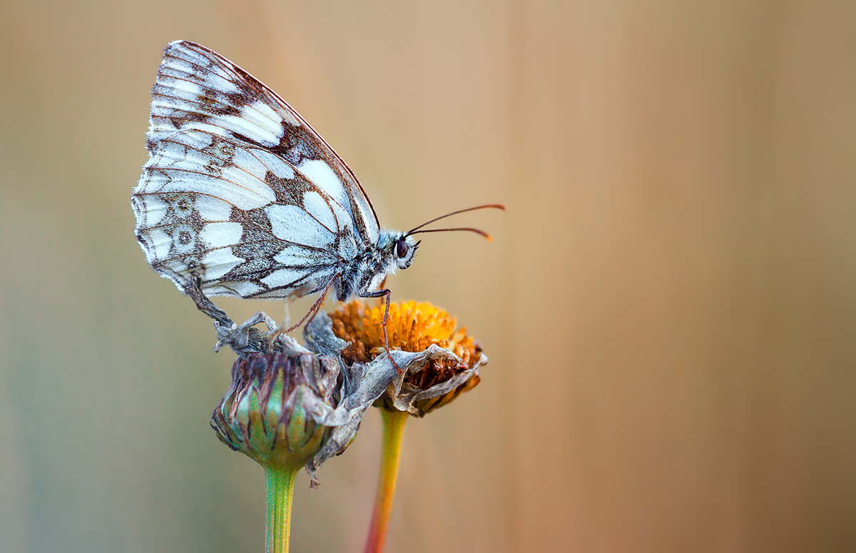 Canon EF 180mm F3.5L Macro USM sample photo. Schachbrettfalter photography