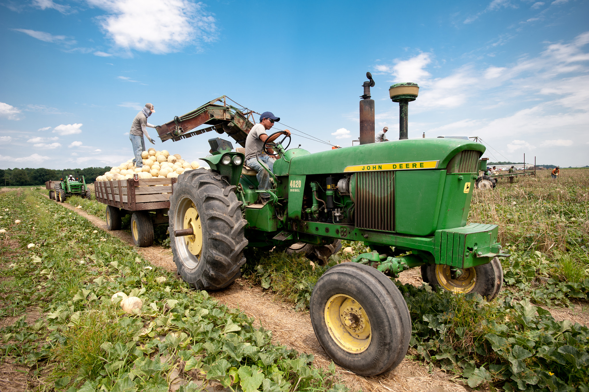 Nikon D700 + Nikon AF-S Nikkor 17-35mm F2.8D ED-IF sample photo. Migrant worker sorting cantaloupe with machinery and tractor in the field of a farm over pile of... photography