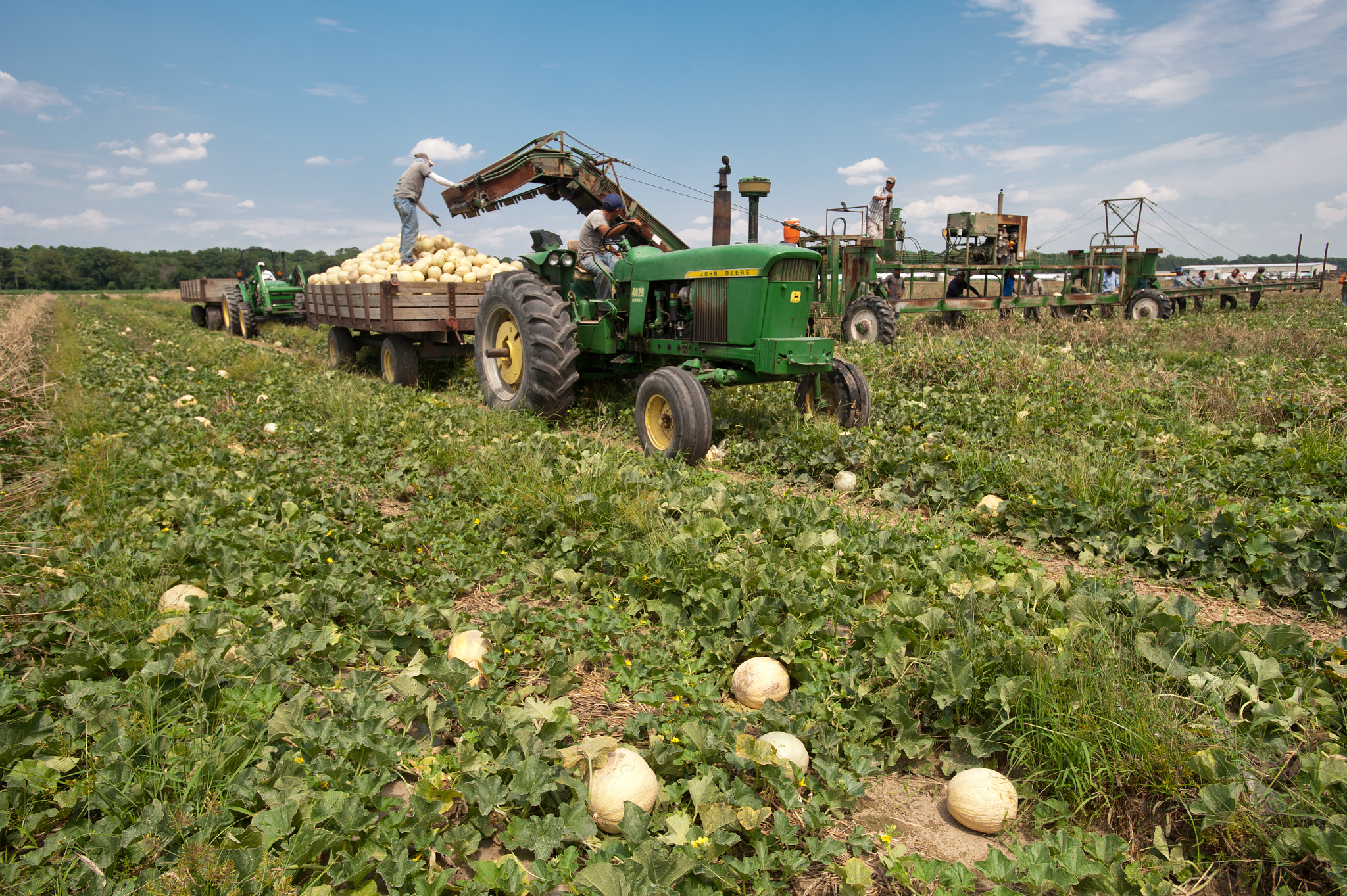 Nikon D700 + Nikon AF-S Nikkor 17-35mm F2.8D ED-IF sample photo. Migrant worker sorting cantaloupe with machinery and tractor in the field of a farm over pile of... photography