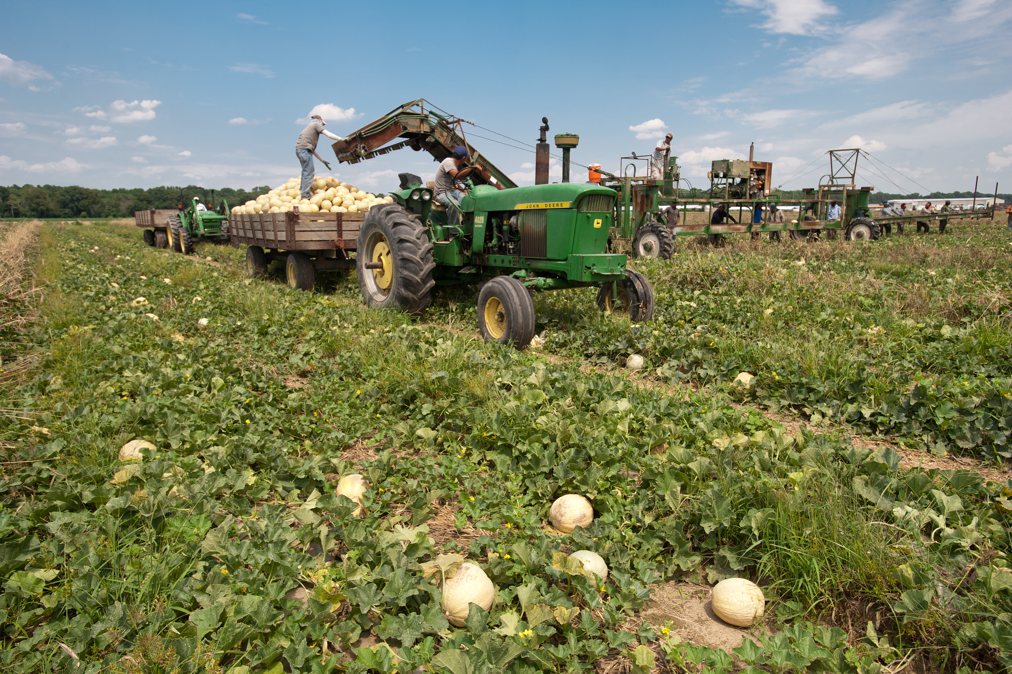 Nikon AF-S Nikkor 17-35mm F2.8D ED-IF sample photo. Migrant worker sorting cantaloupe with machinery and tractor in the field of a farm over pile of... photography