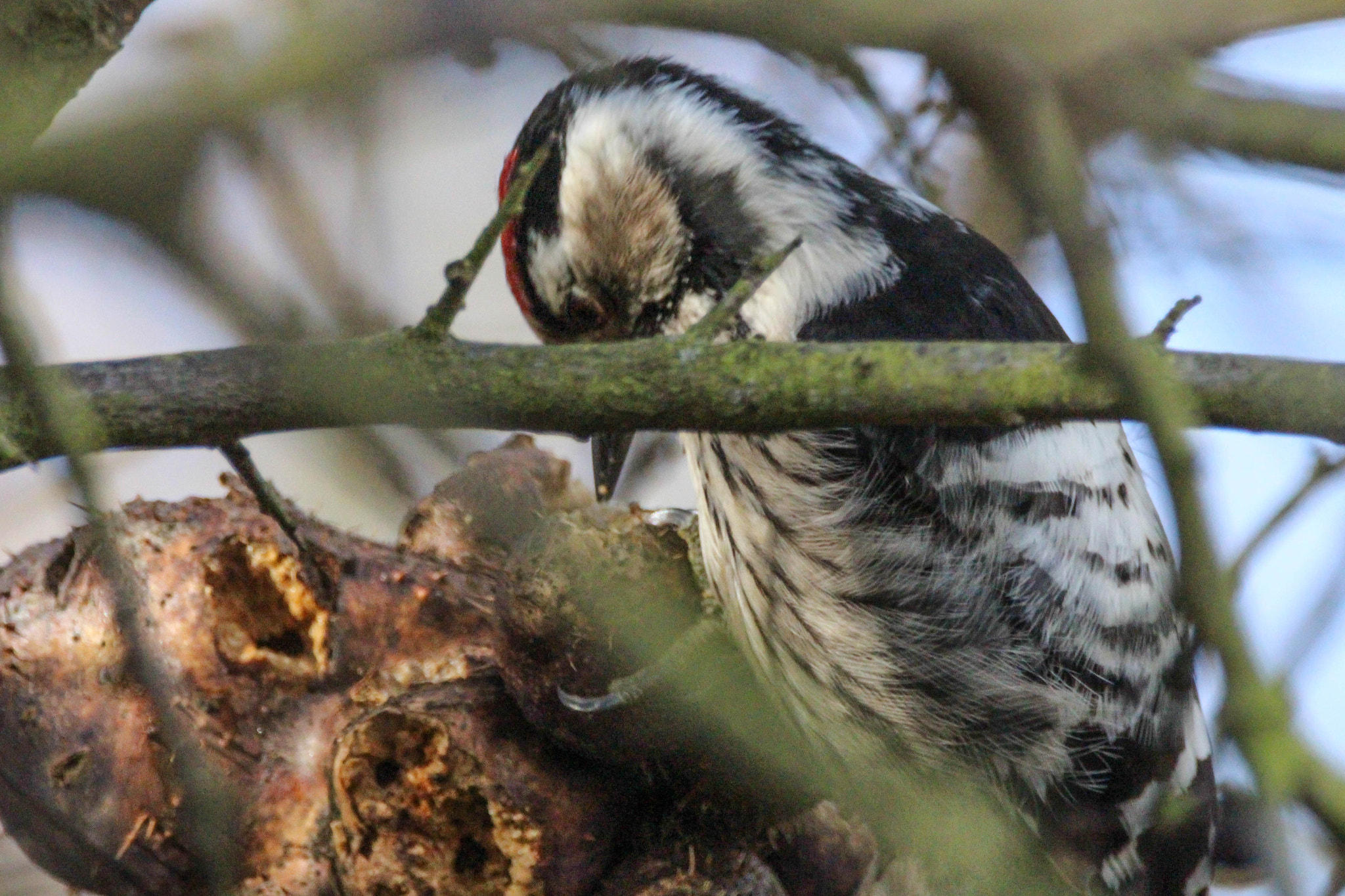 Sigma 150-600mm F5-6.3 DG OS HSM | S sample photo. Lesser spotted woodpecker photography