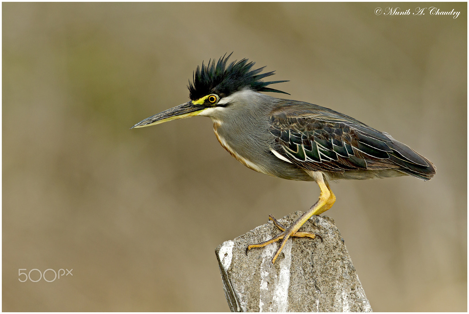 Canon EOS-1D Mark IV + Canon EF 600mm f/4L IS sample photo. The hunter! photography