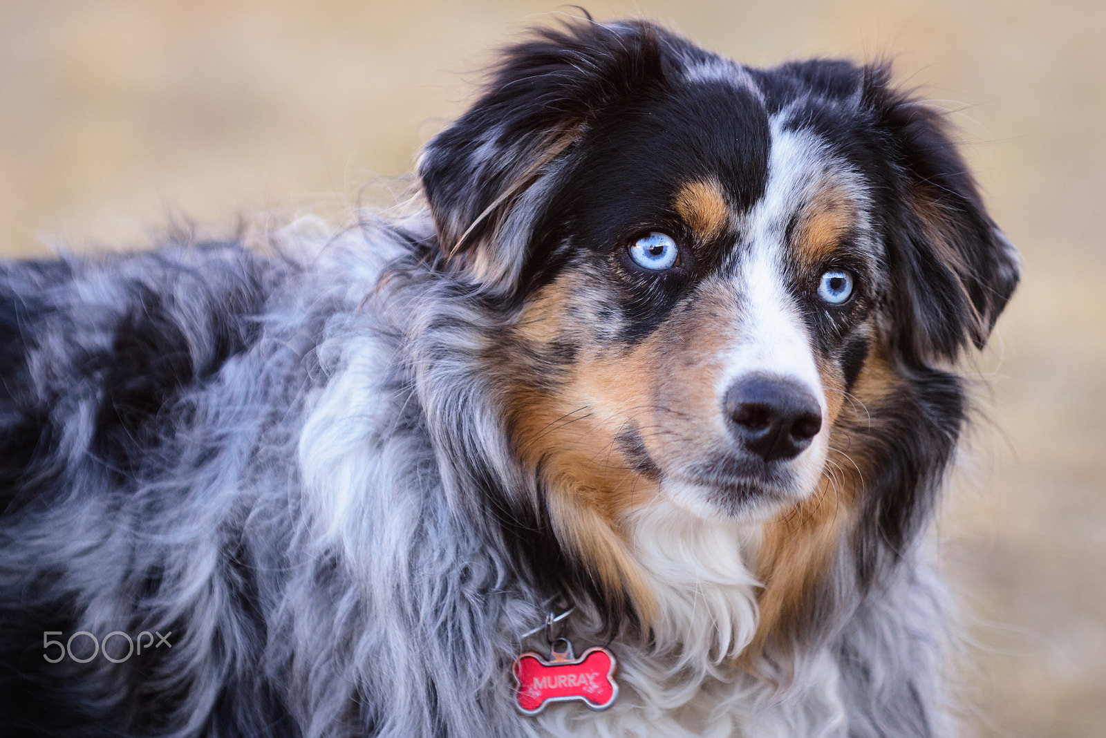 Nikon D810 sample photo. Australian shepherd photography