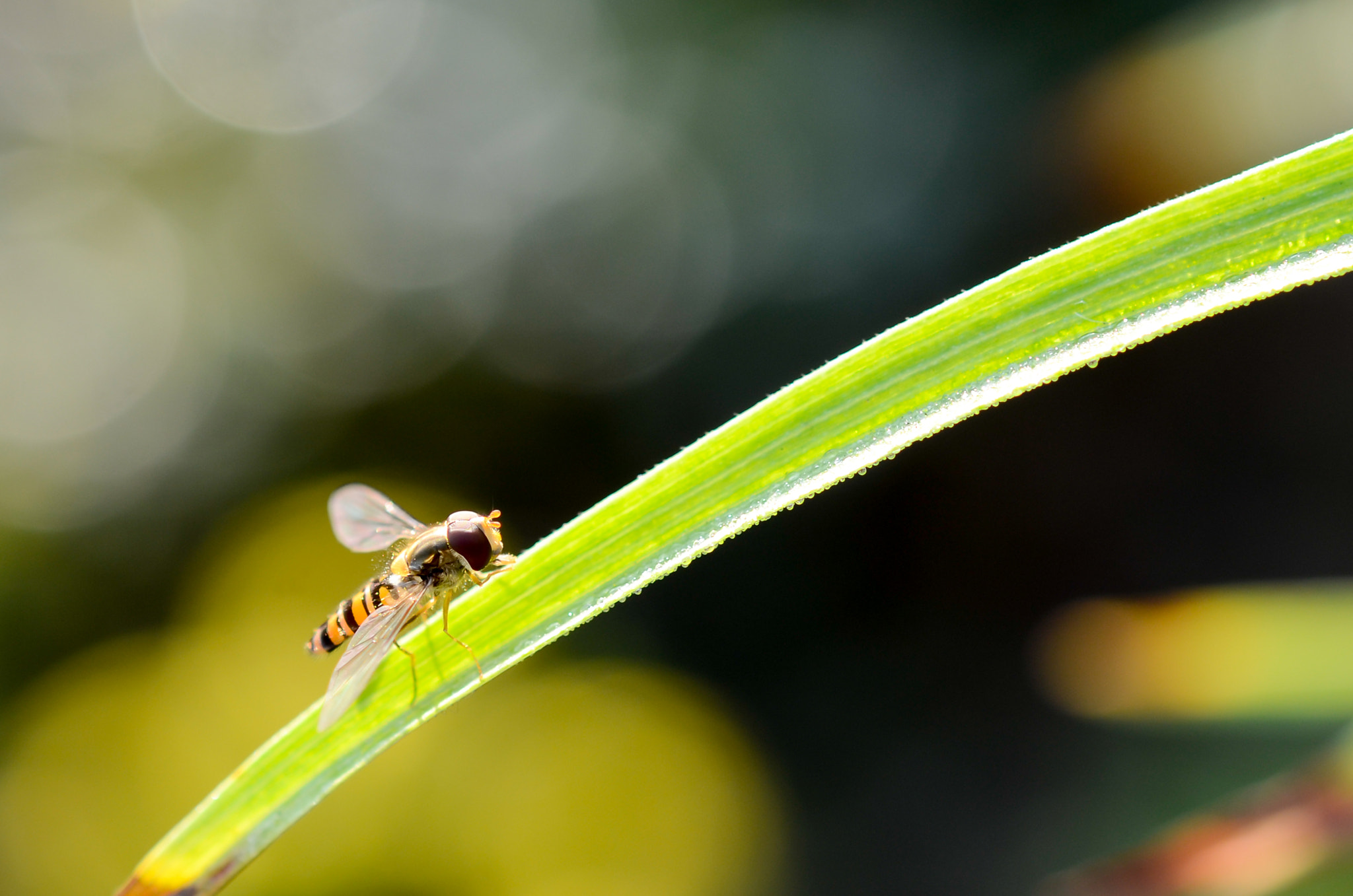 Nikon AF-S Micro-Nikkor 60mm F2.8G ED sample photo. Flugpause photography