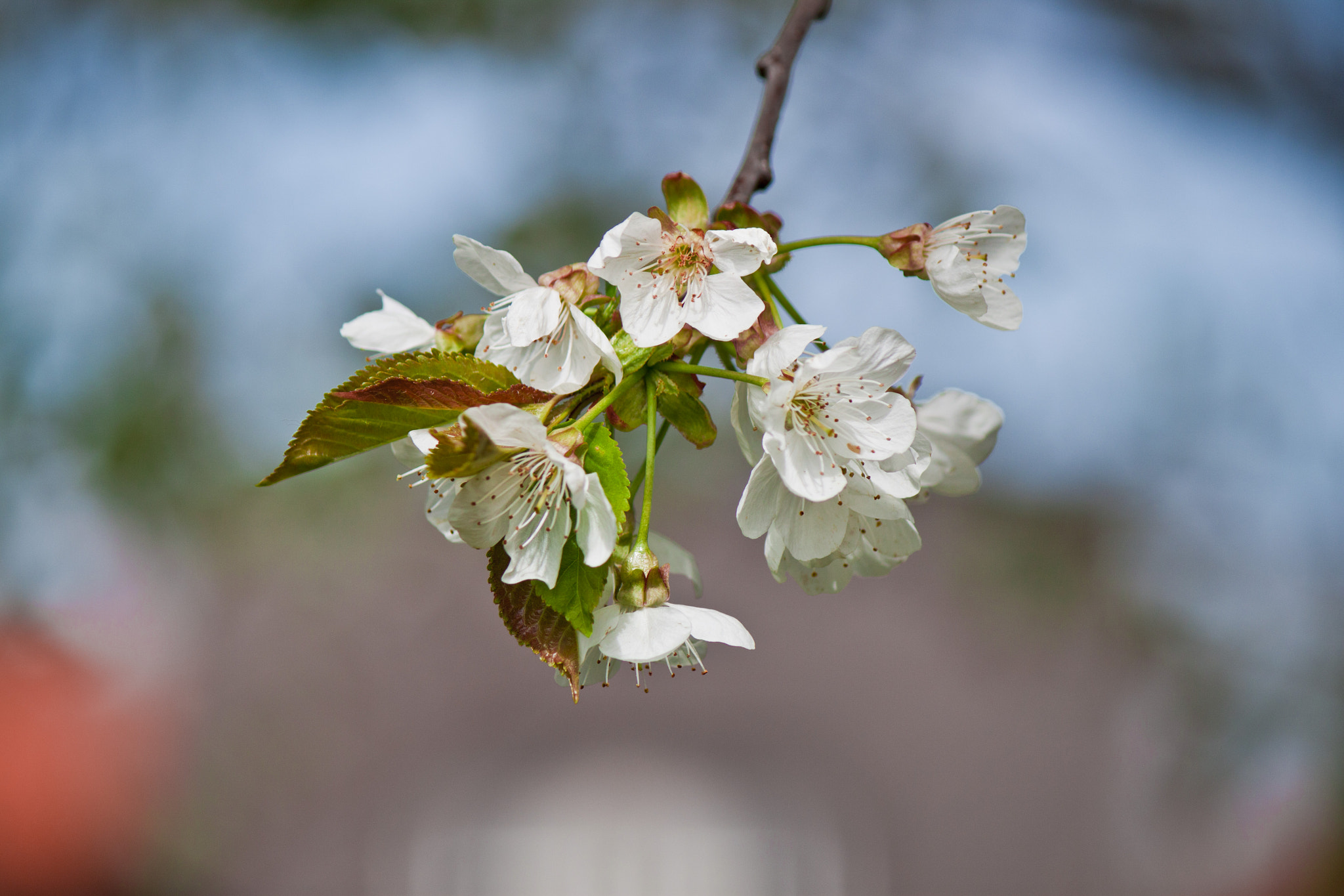 Canon EF-S 55-250mm F4-5.6 IS sample photo. Blüten photography