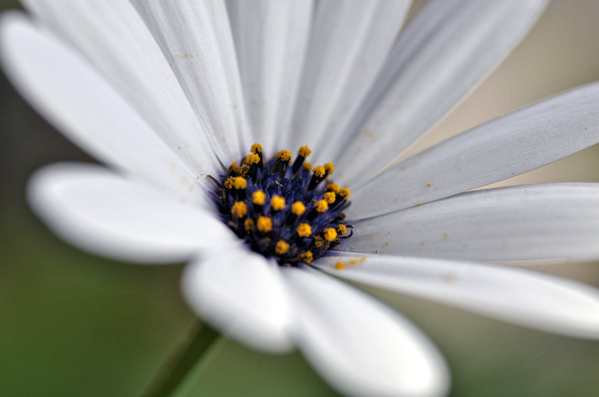 Nikon D5000 sample photo. Spring photography