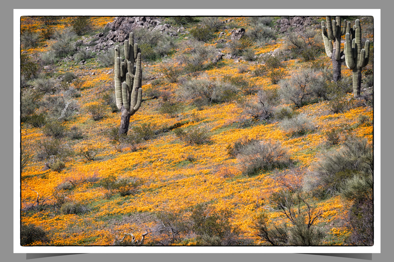 Canon EF 70-200mm F4L IS USM sample photo. Peridot mesa photography