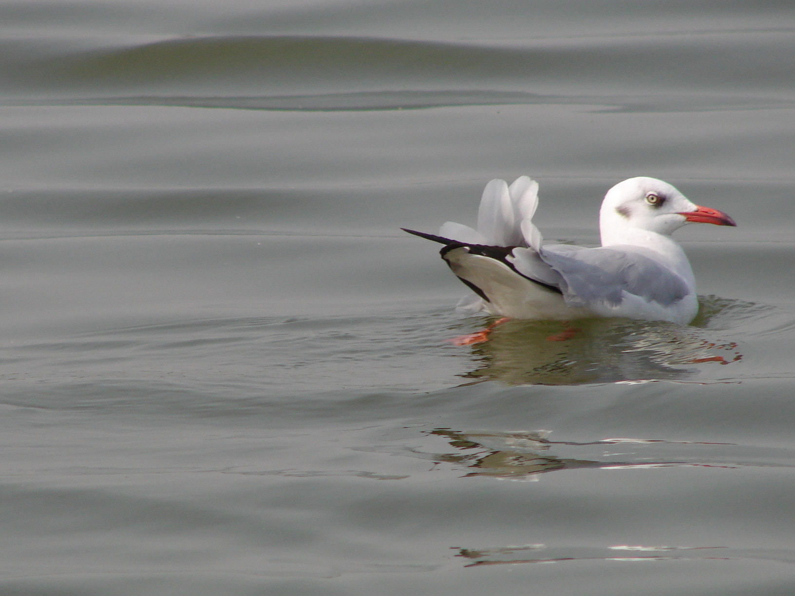 Sony DSC-H5 sample photo. Seagull in water photography