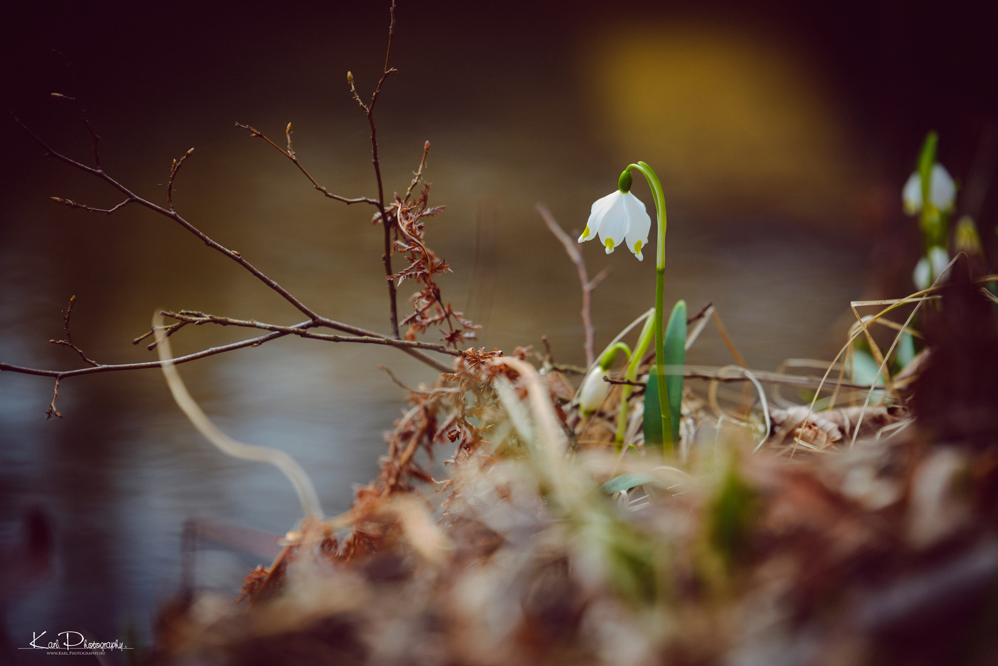 Nikon D800 + Tamron SP 70-200mm F2.8 Di VC USD sample photo. (leucojum vernum) 2017 photography