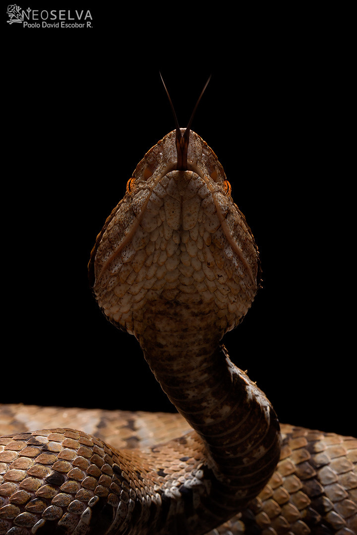 Canon EF 100mm F2.8L Macro IS USM sample photo. Neoselva_toad-headed_viper_bothrocophias_microphth photography