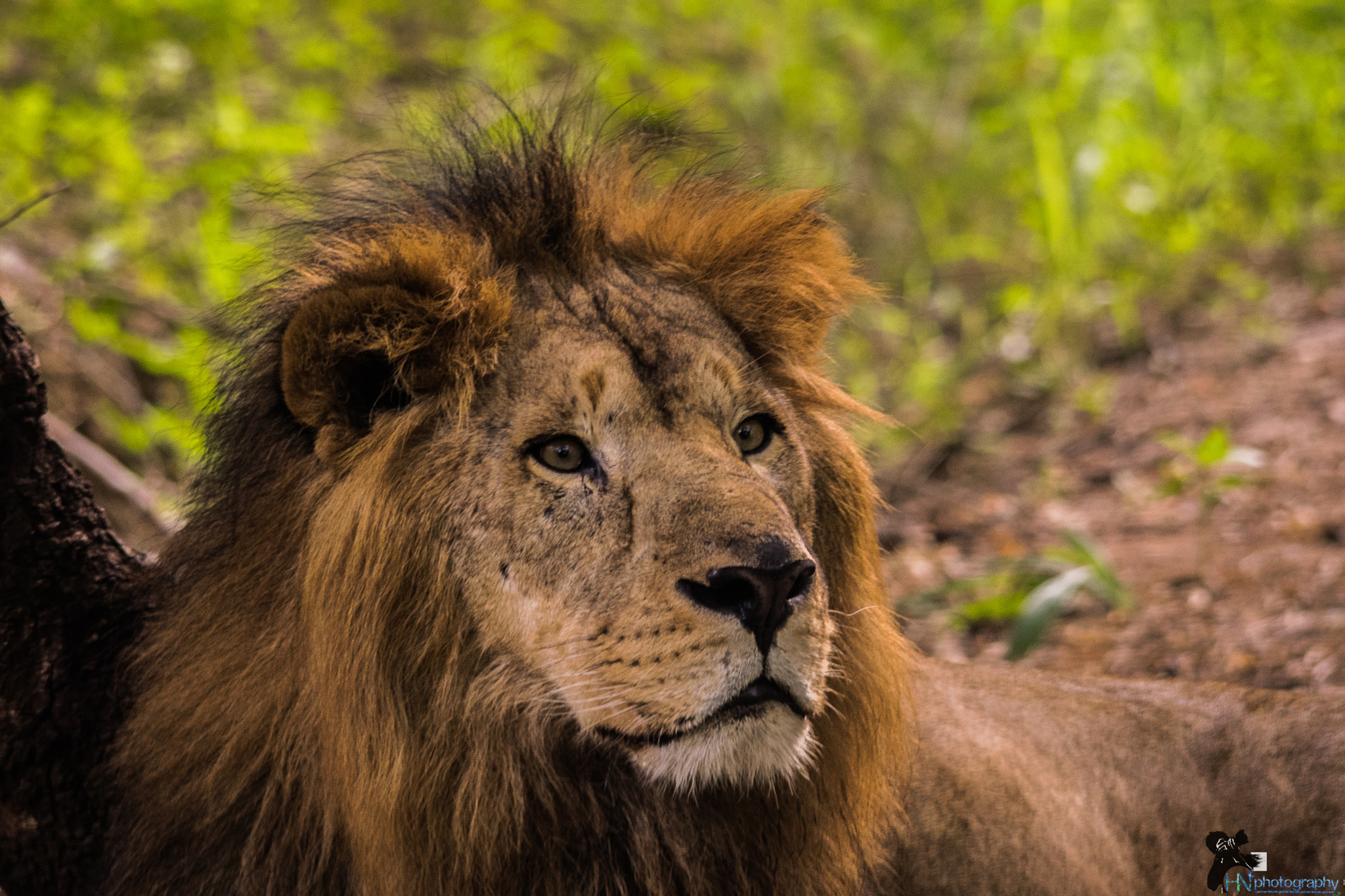 Nikon D5300 + Sigma 150-500mm F5-6.3 DG OS HSM sample photo. Lion king i photography