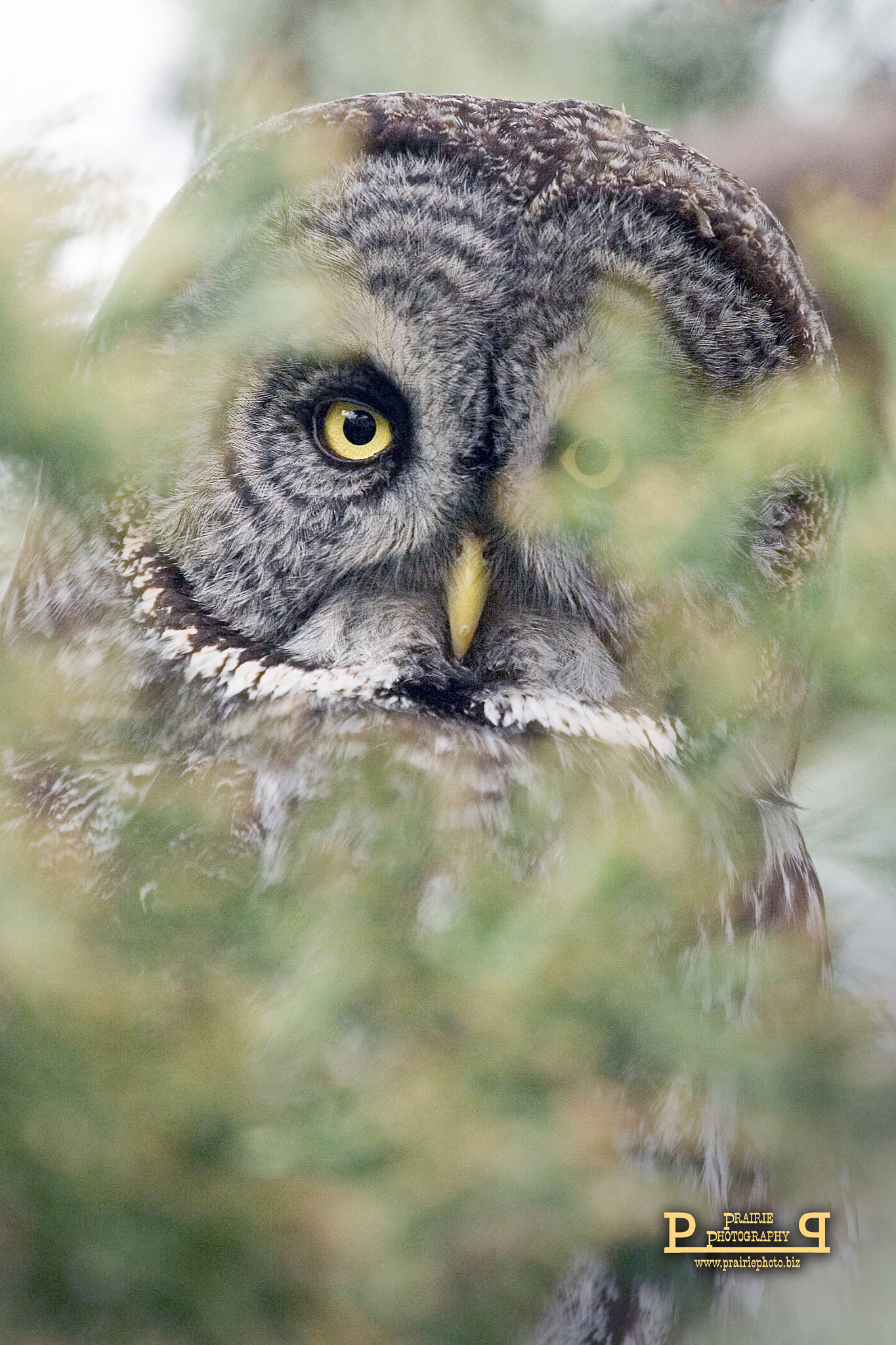 Canon EOS-1D Mark II N + Canon EF 100-400mm F4.5-5.6L IS USM sample photo. Great gray owl photography