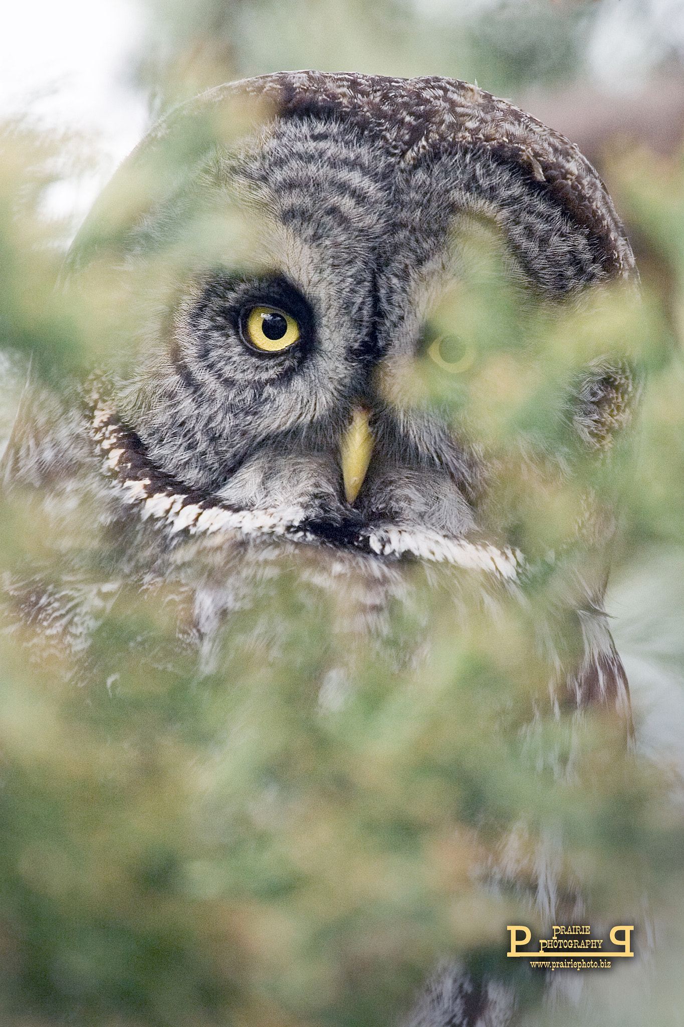 Canon EOS-1D Mark II N sample photo. Great gray owl photography