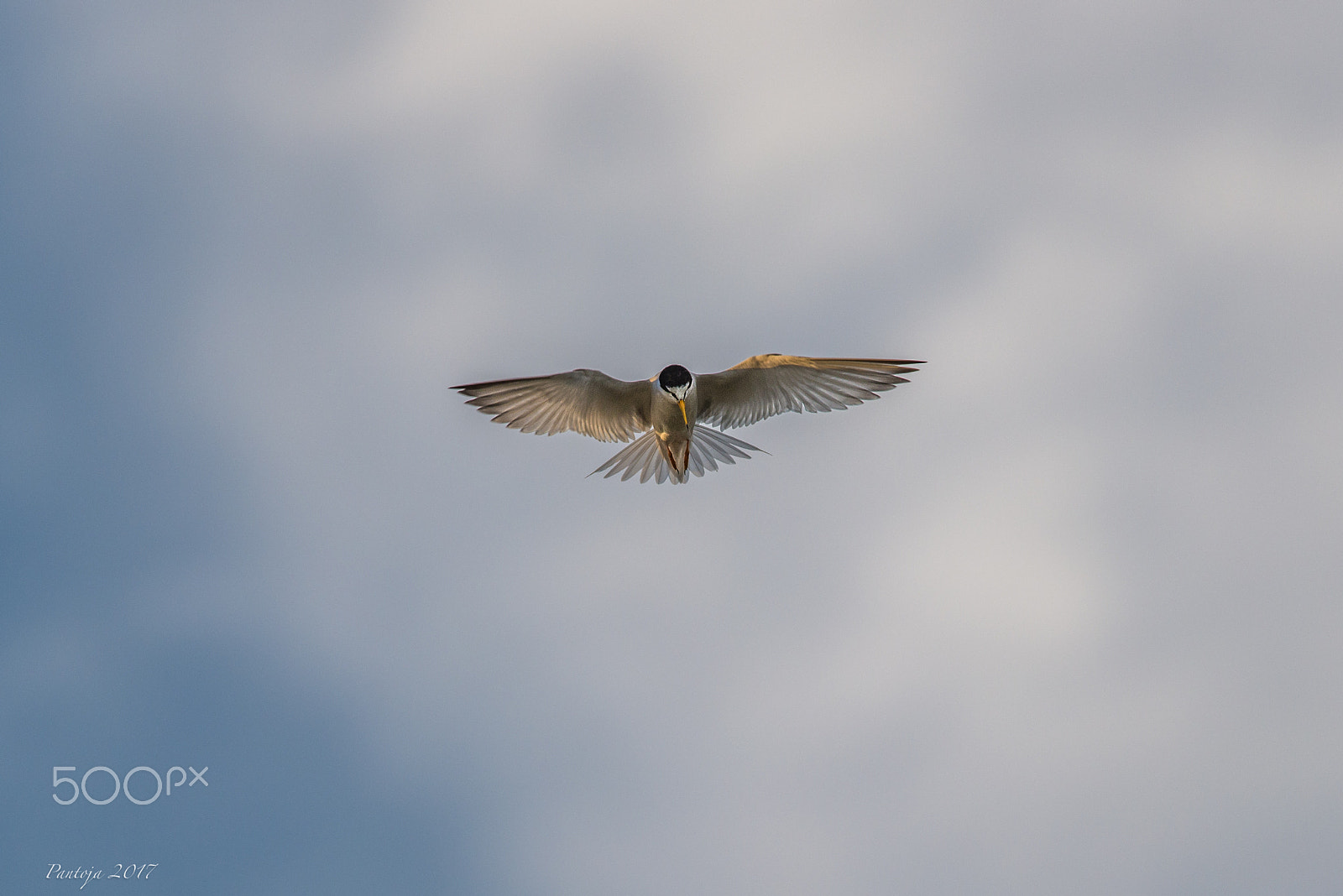 Nikon D600 + Nikon AF-S Nikkor 300mm F4D ED-IF sample photo. Little tern photography