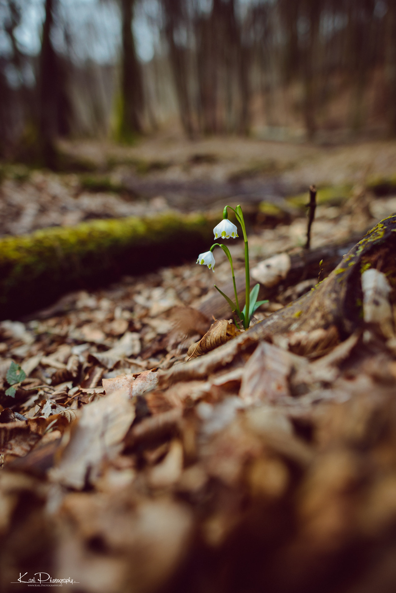 Nikon AF-S Nikkor 24mm F1.4G ED sample photo. Leucojum vernum ii-2017 photography