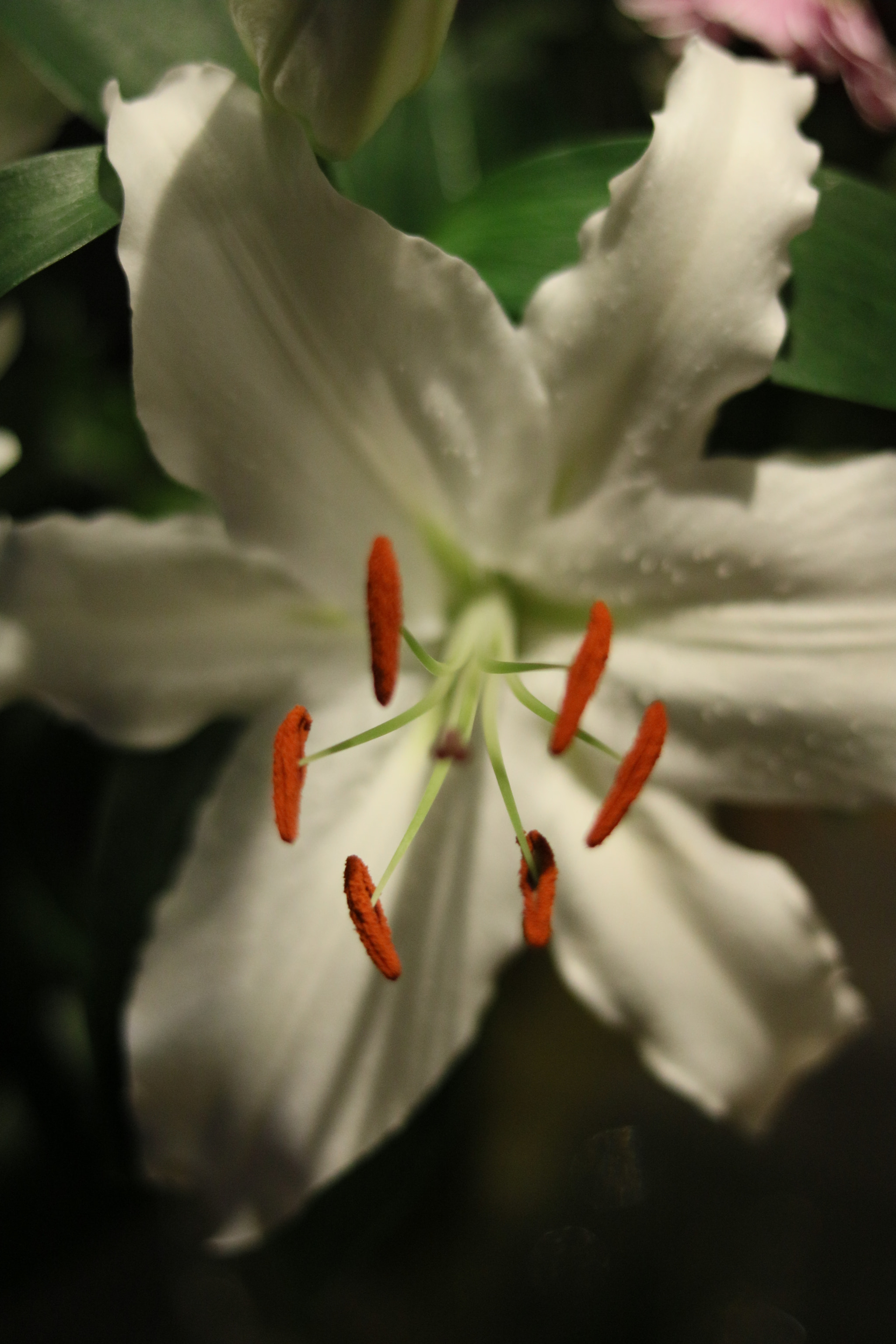 Canon EOS 760D (EOS Rebel T6s / EOS 8000D) + Canon EF 50mm F1.8 STM sample photo. Img photography