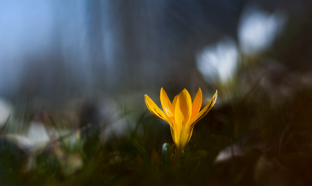 Nikon D7100 sample photo. çiçek flower photography
