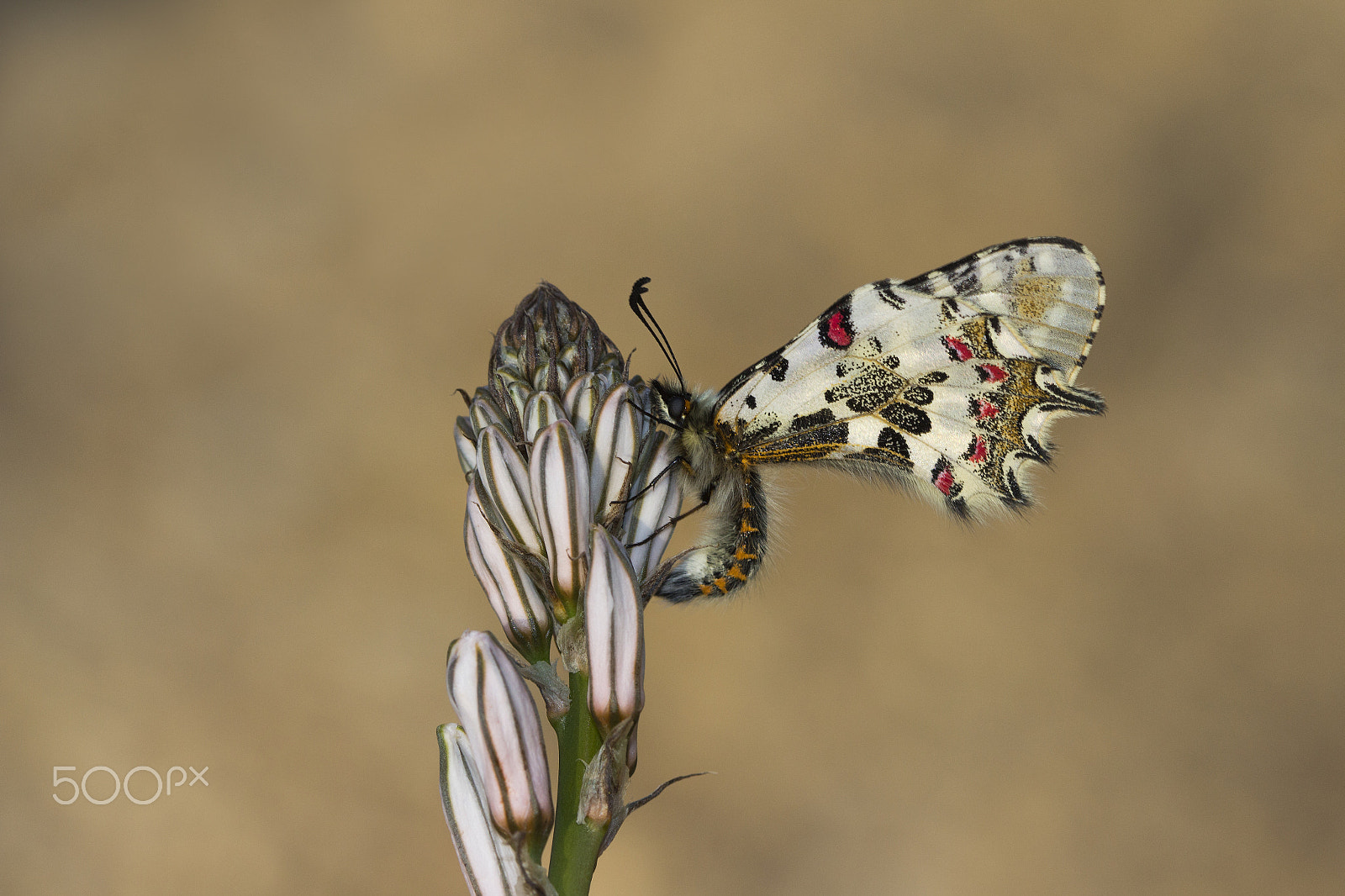 Canon EF 100mm F2.8 Macro USM sample photo. Orman fistosu photography