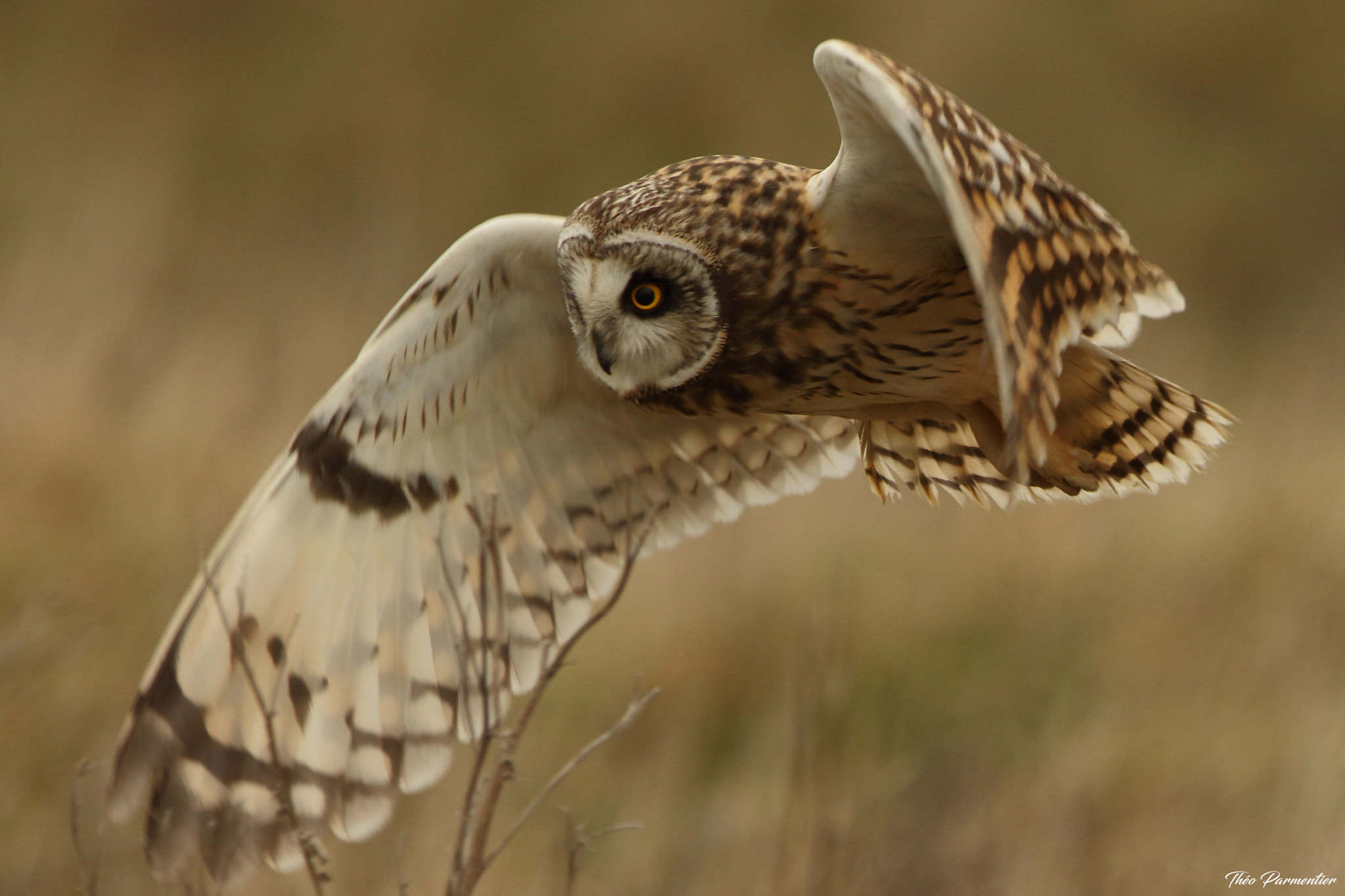 Canon EOS 7D Mark II + Canon EF 300mm F2.8L IS USM sample photo. Short eared owl / hibou des marais photography