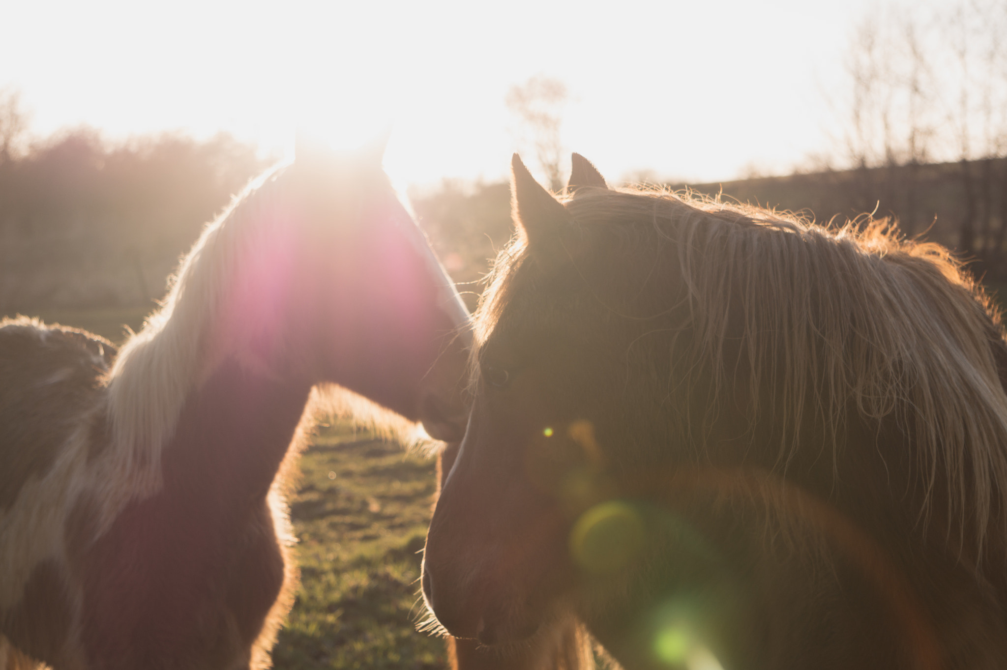 Sony Alpha a3000 sample photo. Contre-jour photography