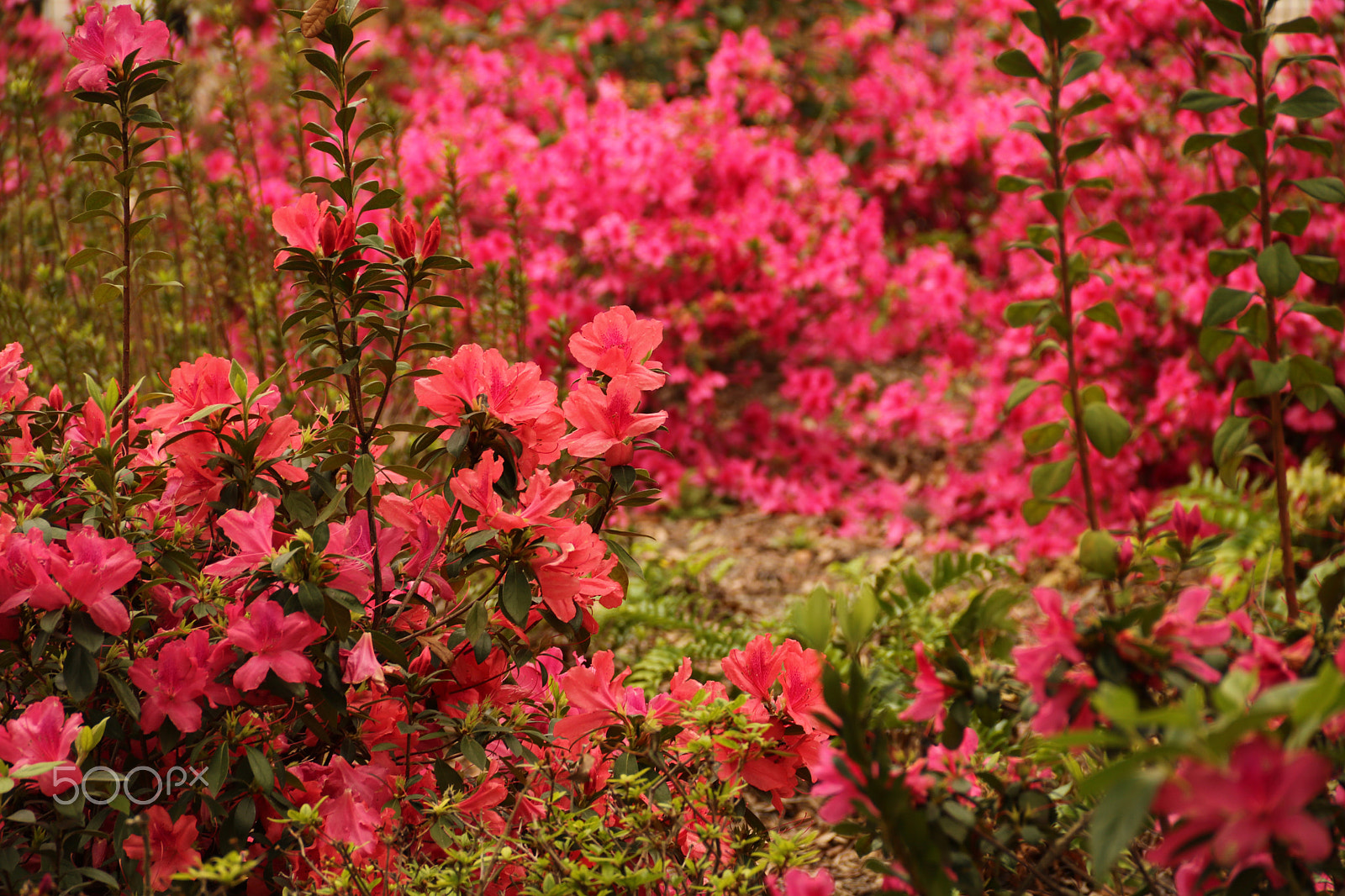 Canon EOS 750D (EOS Rebel T6i / EOS Kiss X8i) sample photo. Azalea forest 4469 photography