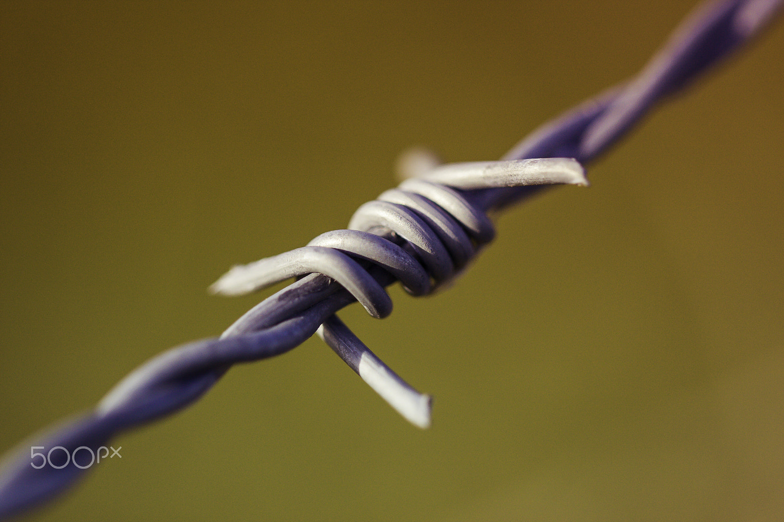 Canon EF 100mm F2.8L Macro IS USM sample photo. Barbed wire photography