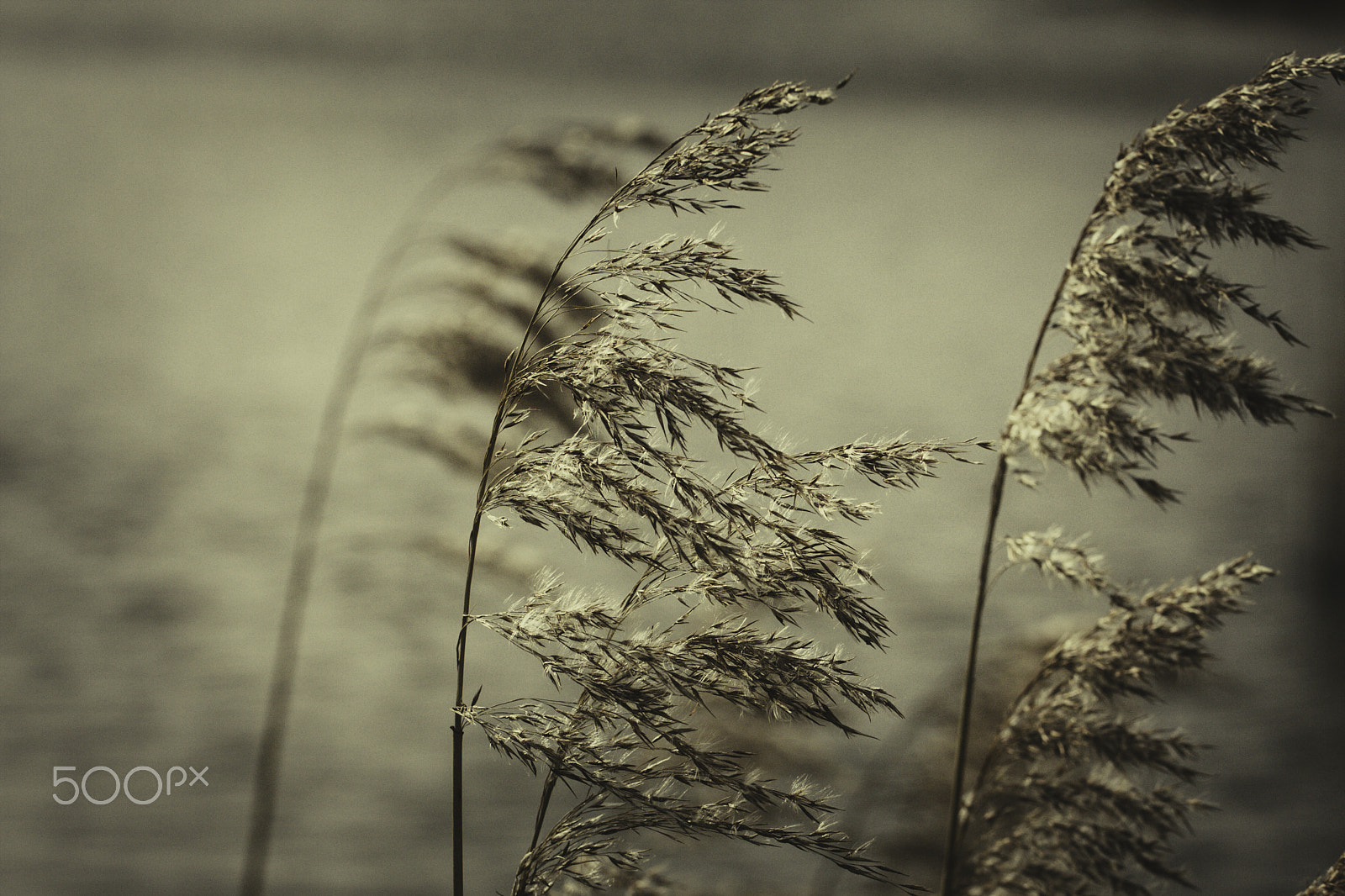 Canon EF 100mm F2.8L Macro IS USM sample photo. Reet photography