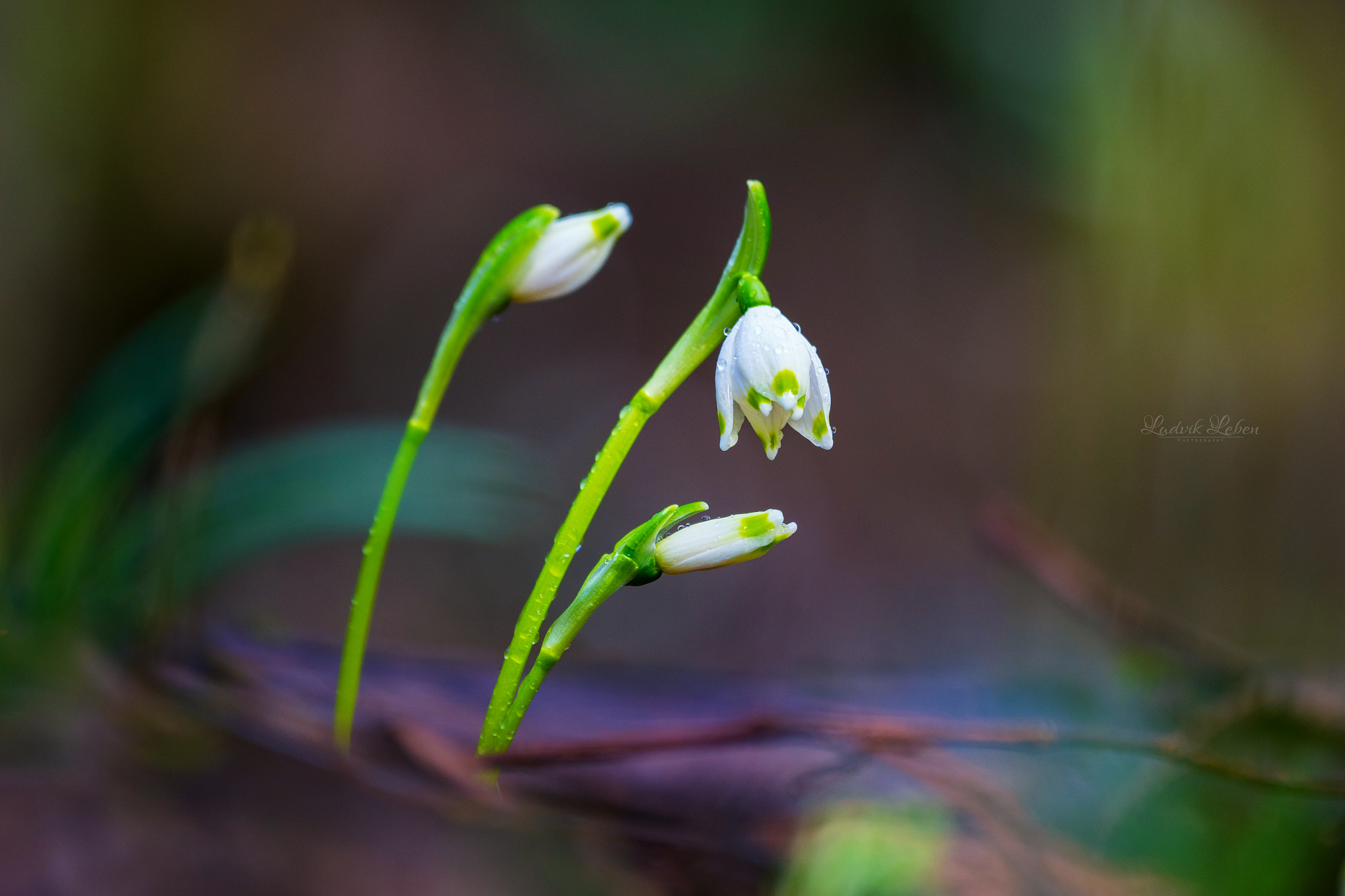 Sony a7 II + Sony 70-300mm F4.5-5.6 G SSM sample photo. Lust for light photography