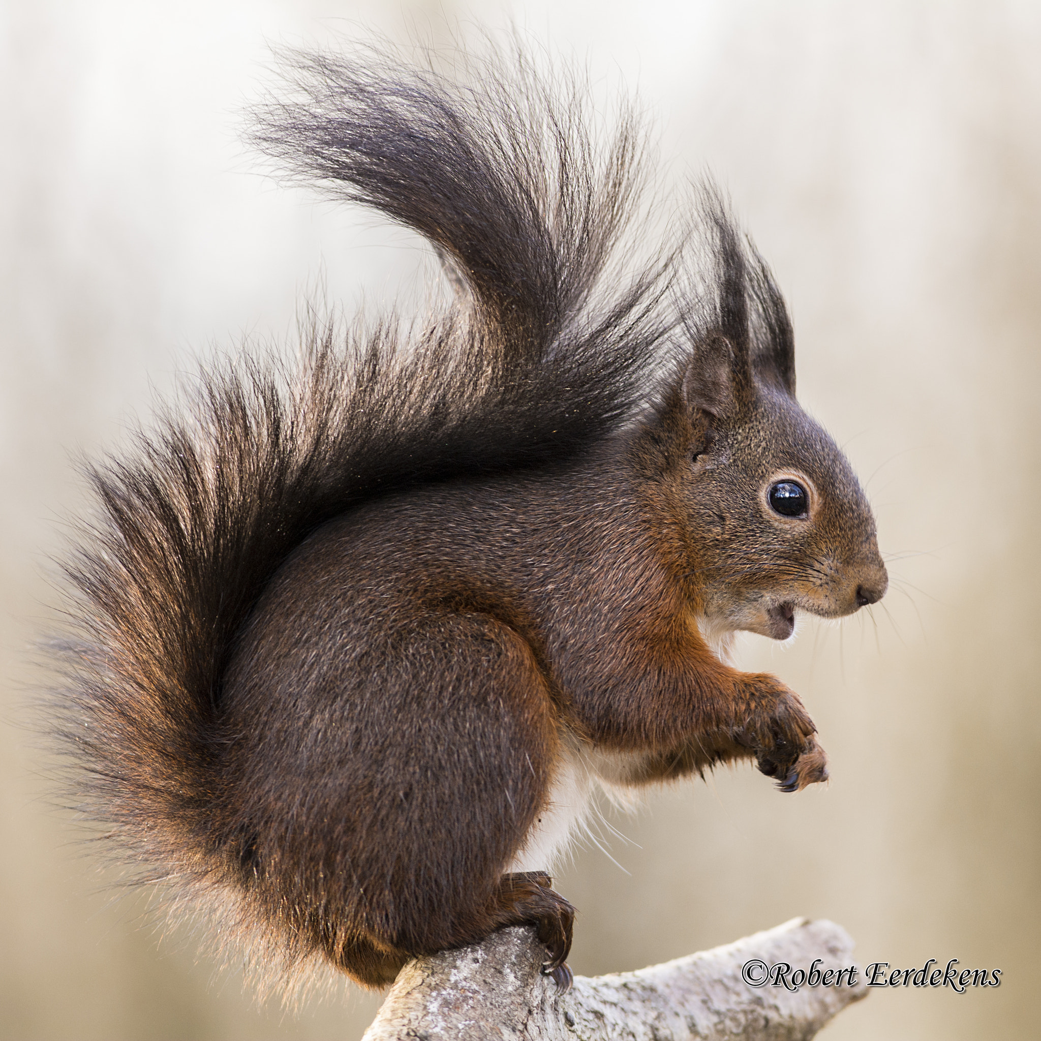 Nikon AF-S Nikkor 300mm F2.8G ED VR II sample photo. Squirrel photography