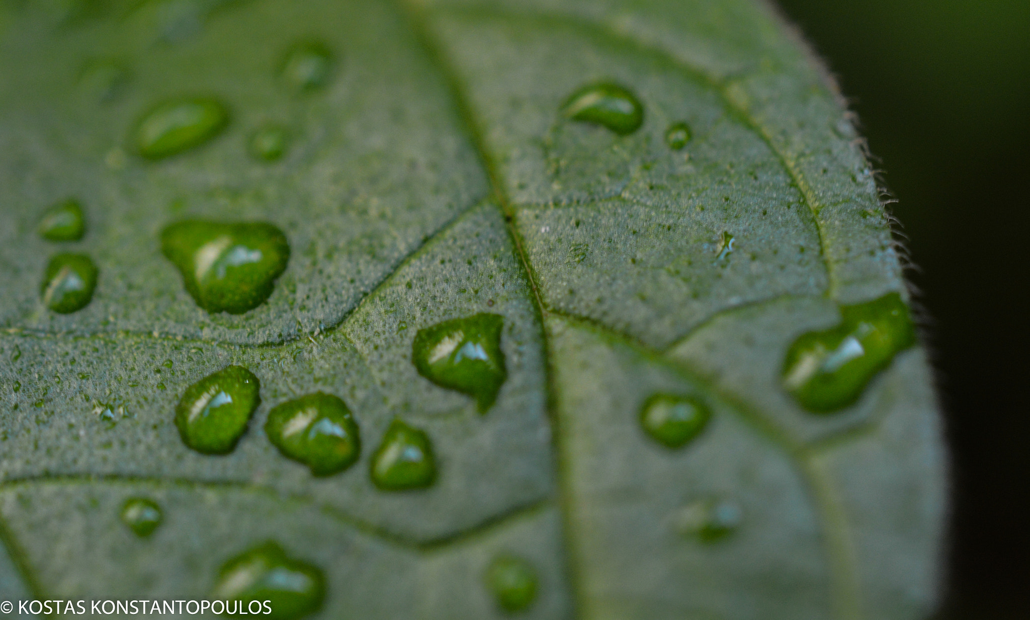 Nikon AF-S DX Micro Nikkor 40mm F2.8 sample photo. Leaf macro photography