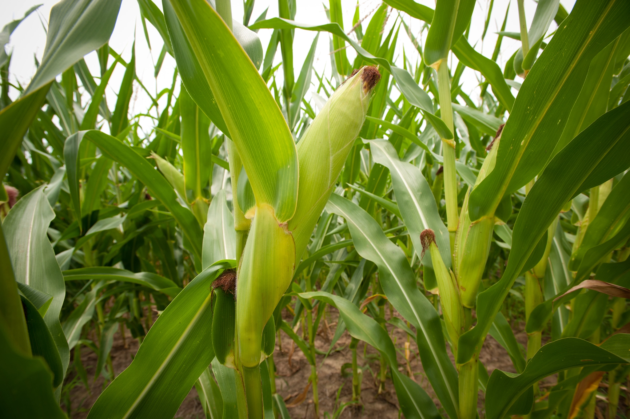 Nikon D700 + Nikon AF-S Nikkor 17-35mm F2.8D ED-IF sample photo. Ears of corn on stalks in a cornfield photography