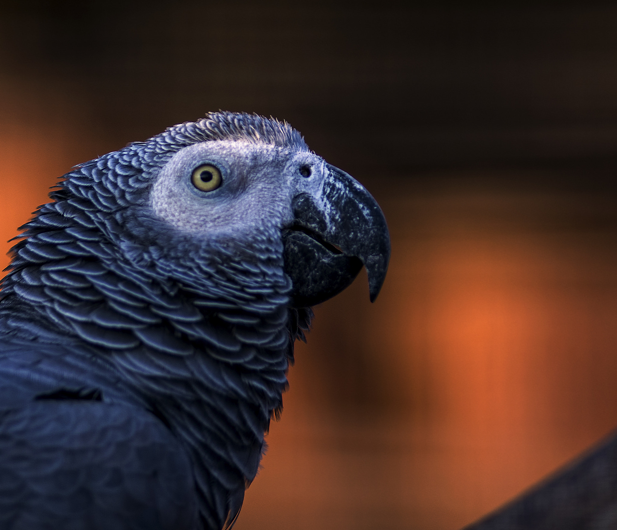 AF Nikkor 180mm f/2.8 IF-ED sample photo. African grey parrot photography