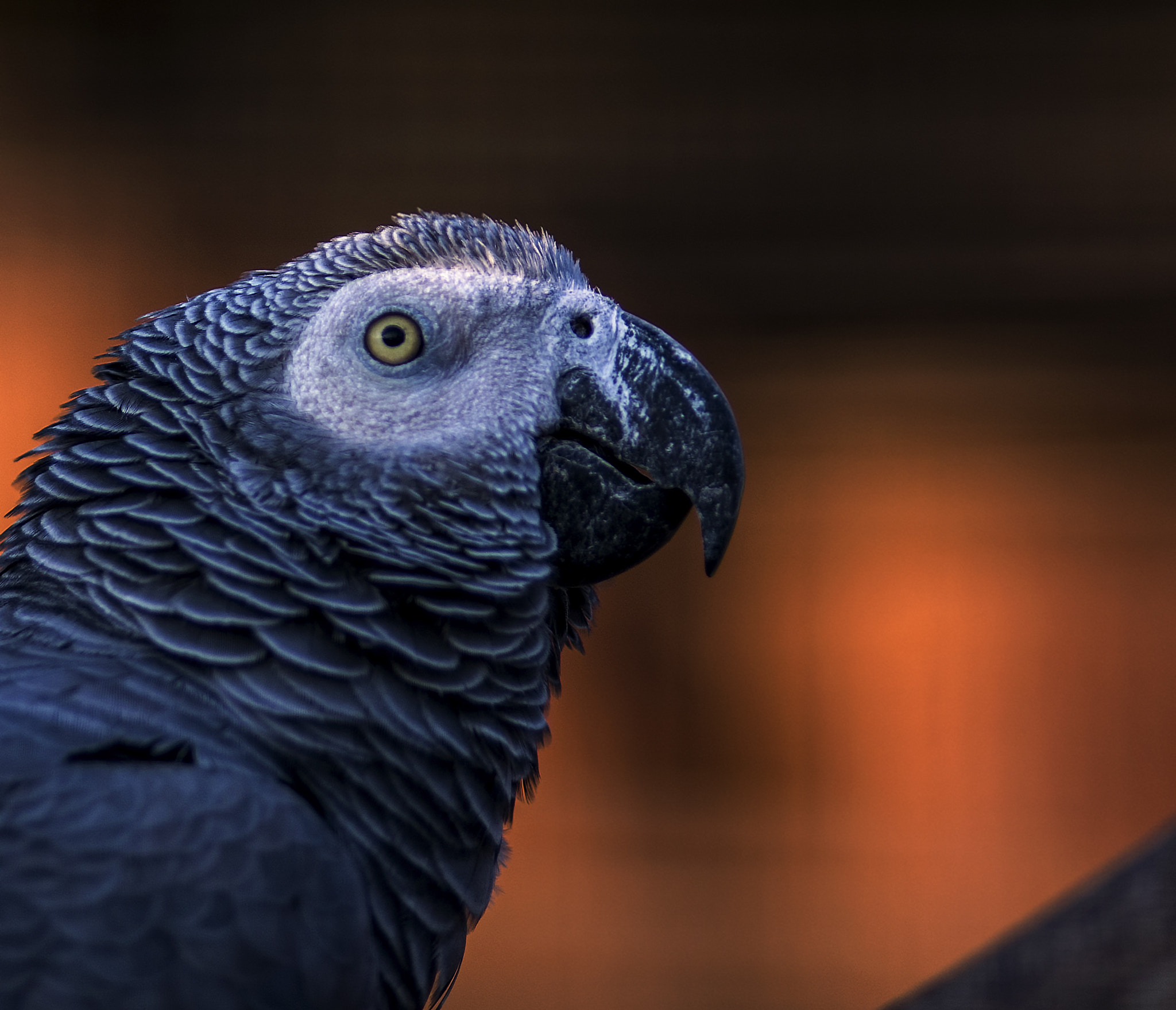 Nikon D800 + AF Nikkor 180mm f/2.8 IF-ED sample photo. African grey parrot photography