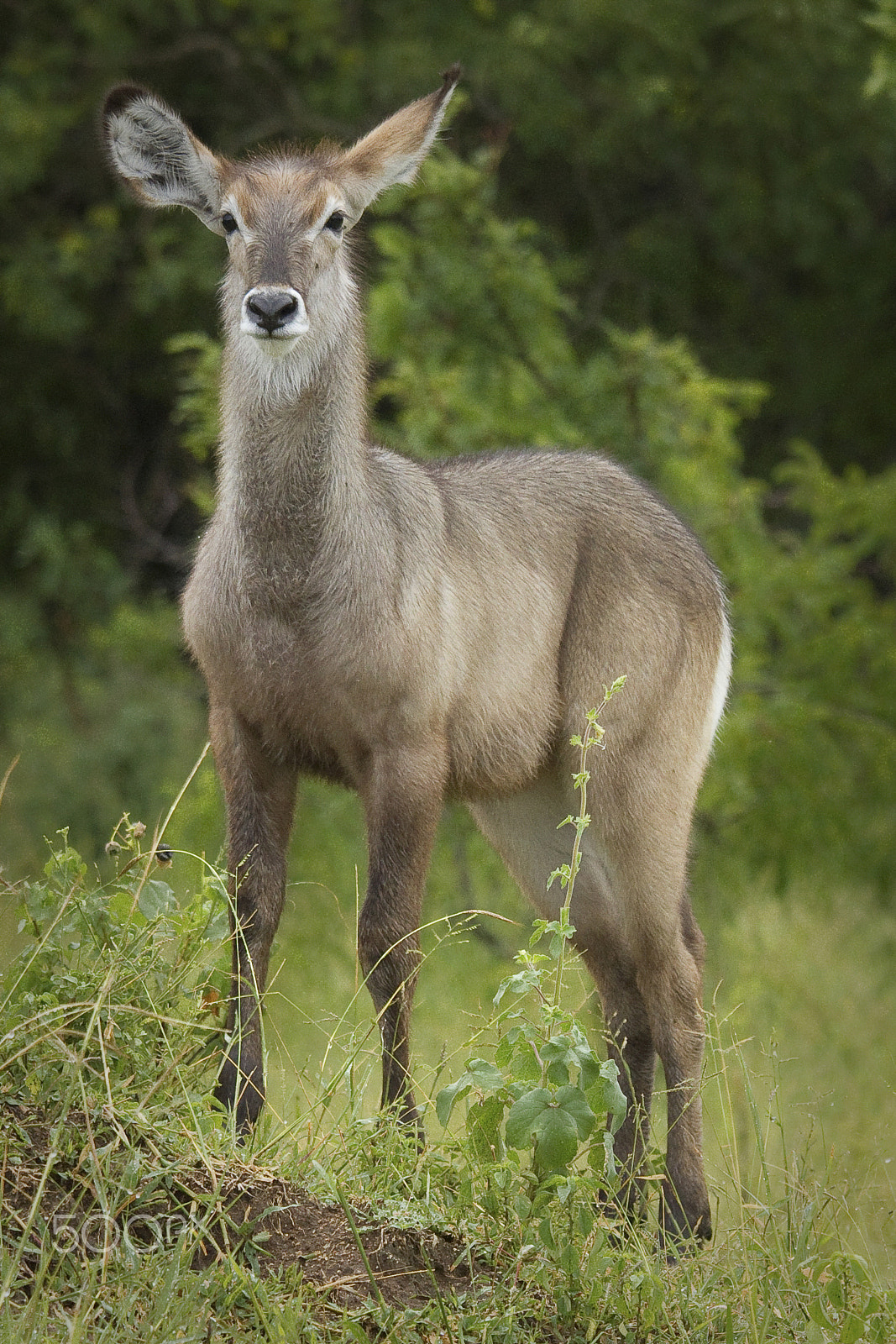 Canon EOS 7D + Canon EF 70-200mm F4L IS USM sample photo. Young nyala doe staring alertly at the camera photography