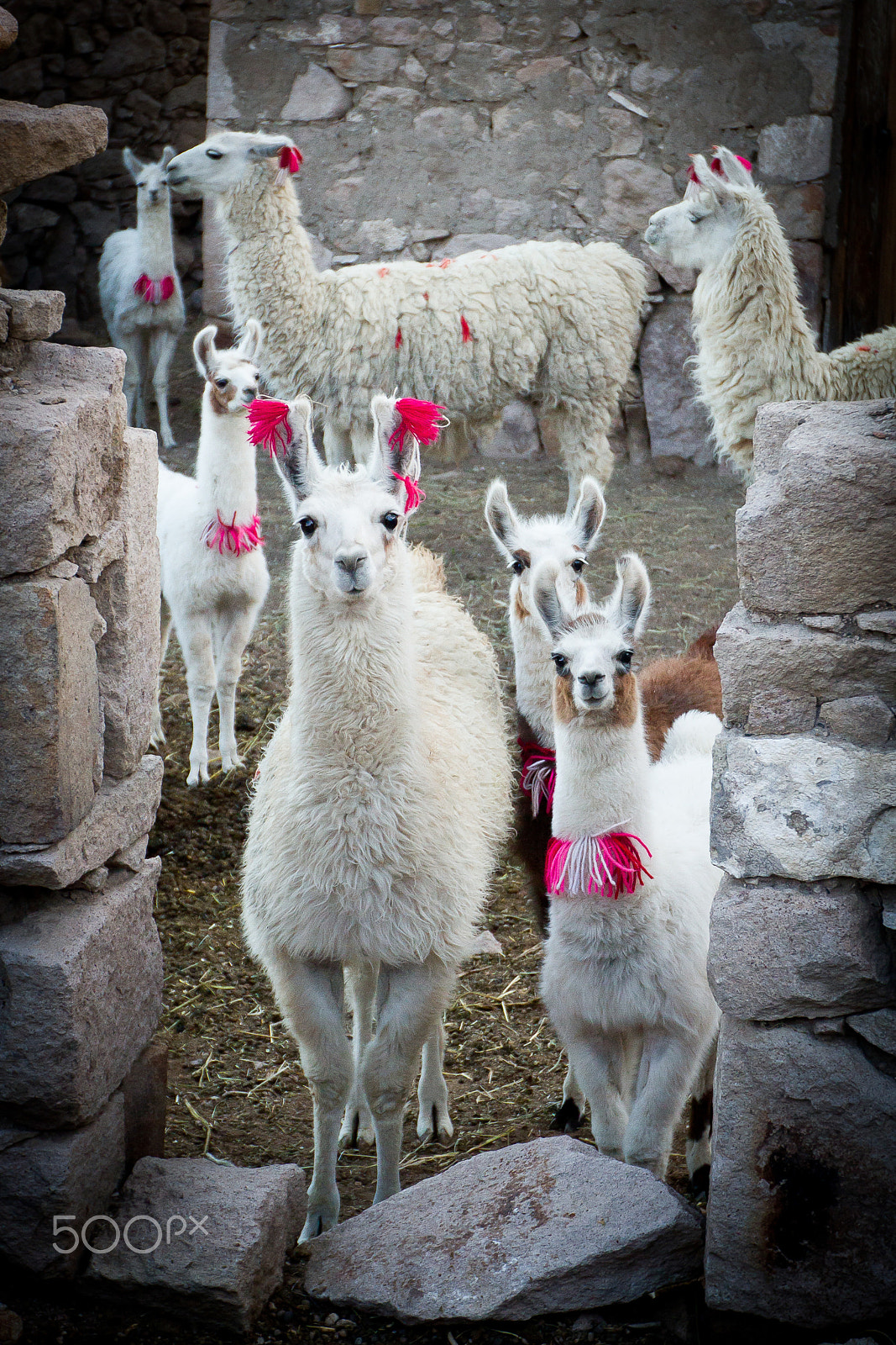 Canon EOS 7D + Canon EF 16-35mm F2.8L II USM sample photo. Herd of inquisitive llamas wearing festive ribbons photography