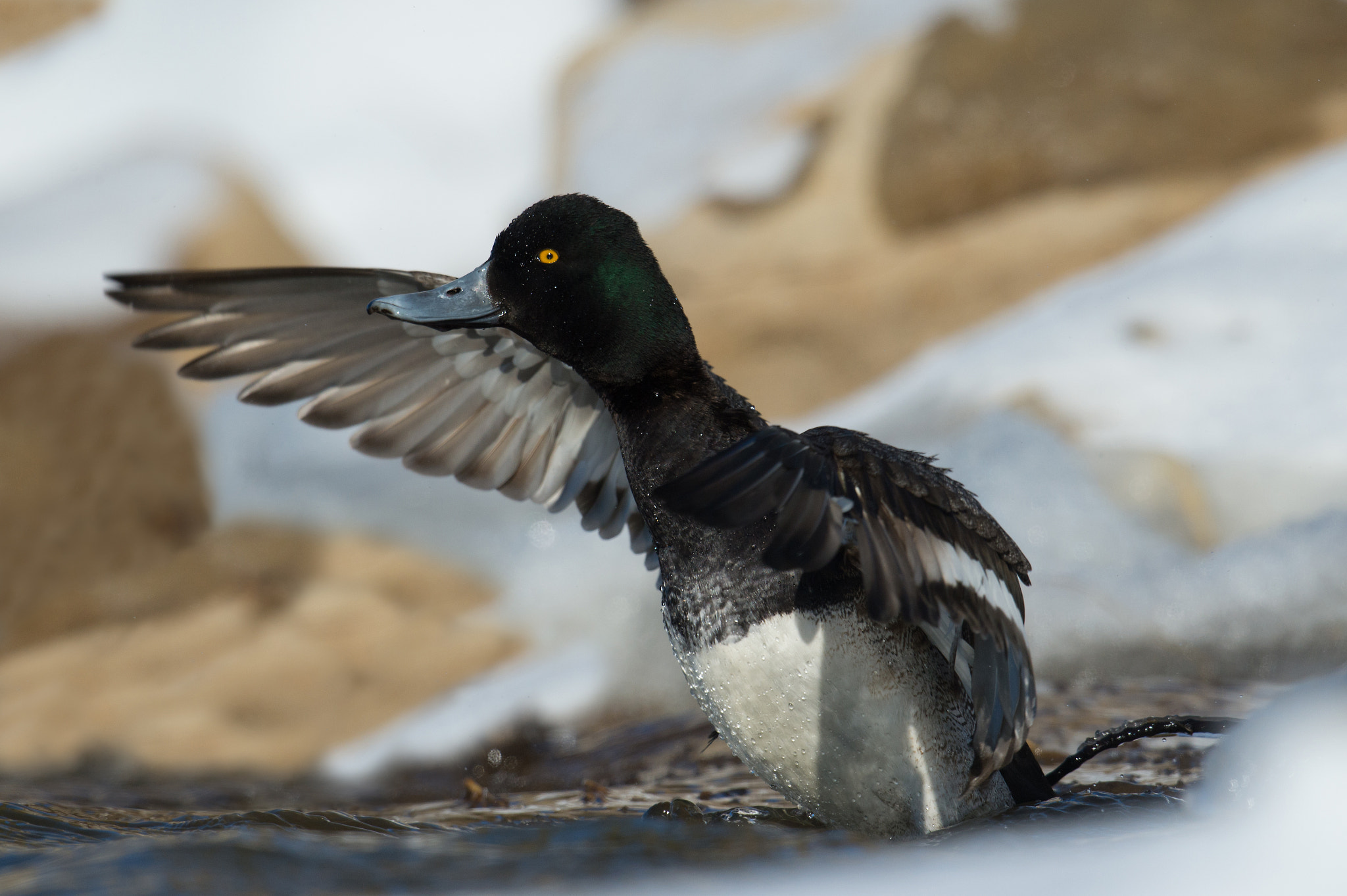 Nikon AF-S Nikkor 800mm F5.6E FL ED VR sample photo. Petit fuligule, aythaya affinis, lesser scaup photography