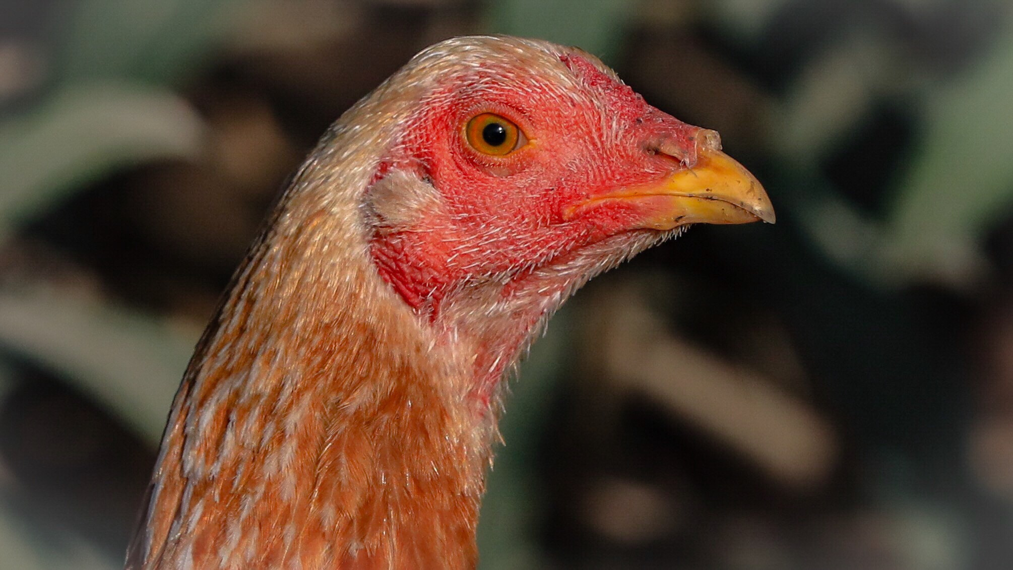 Canon EF 70-200mm F2.8L IS II USM sample photo