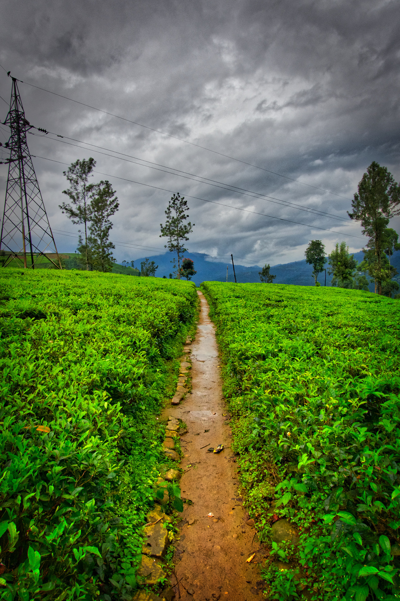 Sony Cyber-shot DSC-RX100 III + Sony 24-70mm F1.8-2.8 sample photo. Tea fields , sri lanka photography