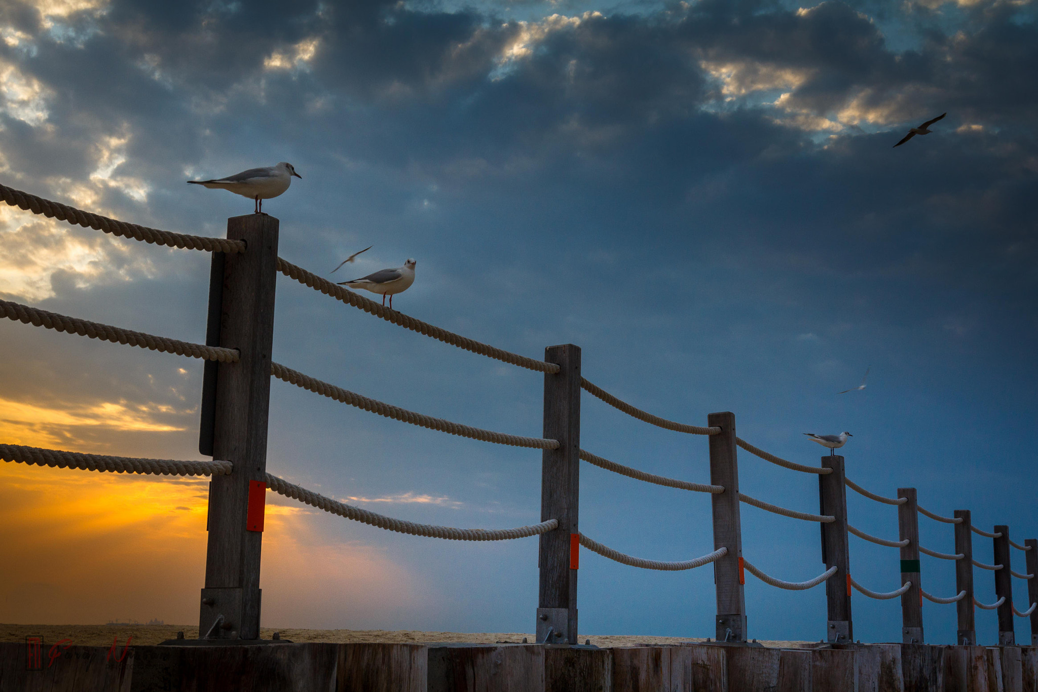 Canon EF 16-35mm F2.8L II USM sample photo. Bird rest photography