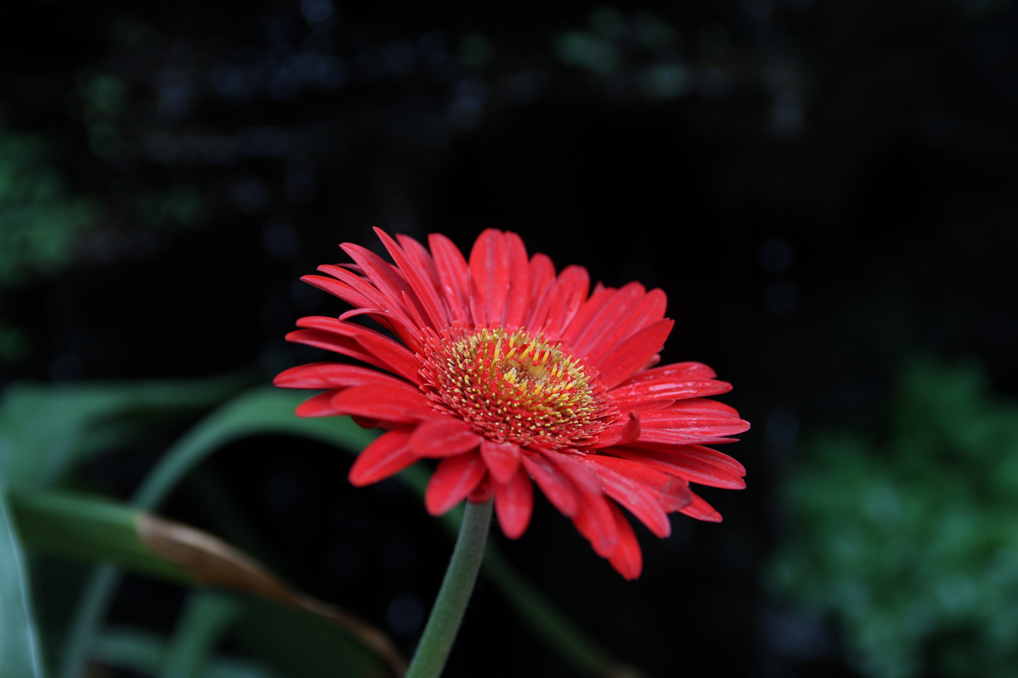 Canon EF-S 17-55mm F2.8 IS USM sample photo. Flower photography