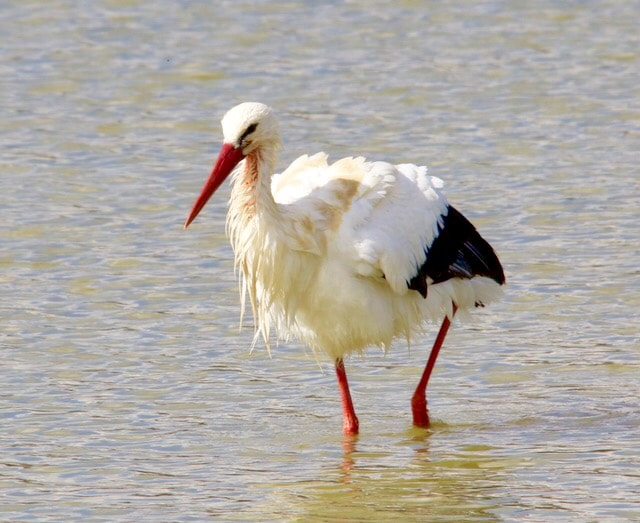 Sigma 150-500mm F5-6.3 DG OS HSM sample photo