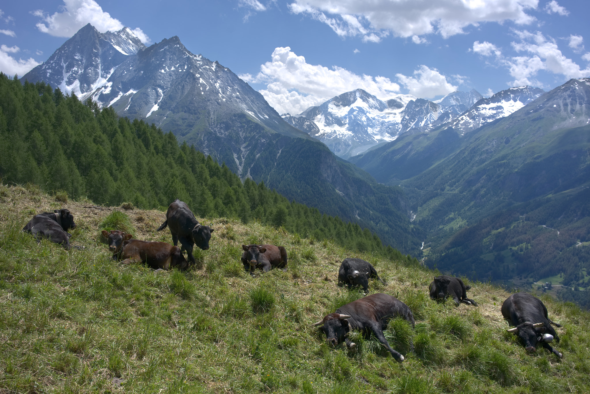 Sony a7R II + Sony Sonnar T* FE 35mm F2.8 ZA sample photo. Black cows in the valley photography