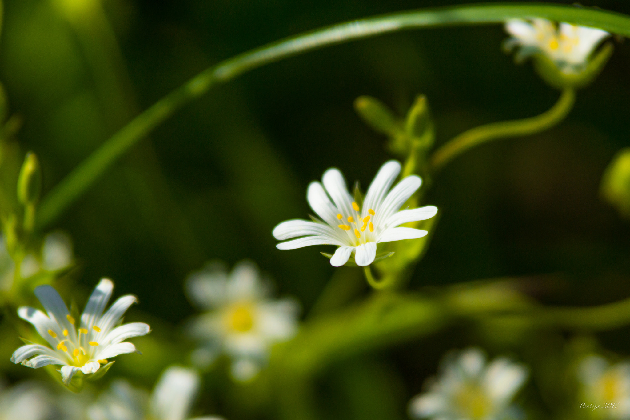 Sony SLT-A77 + Tamron SP AF 70-200mm F2.8 Di LD (IF) MACRO sample photo. Forest flowers photography