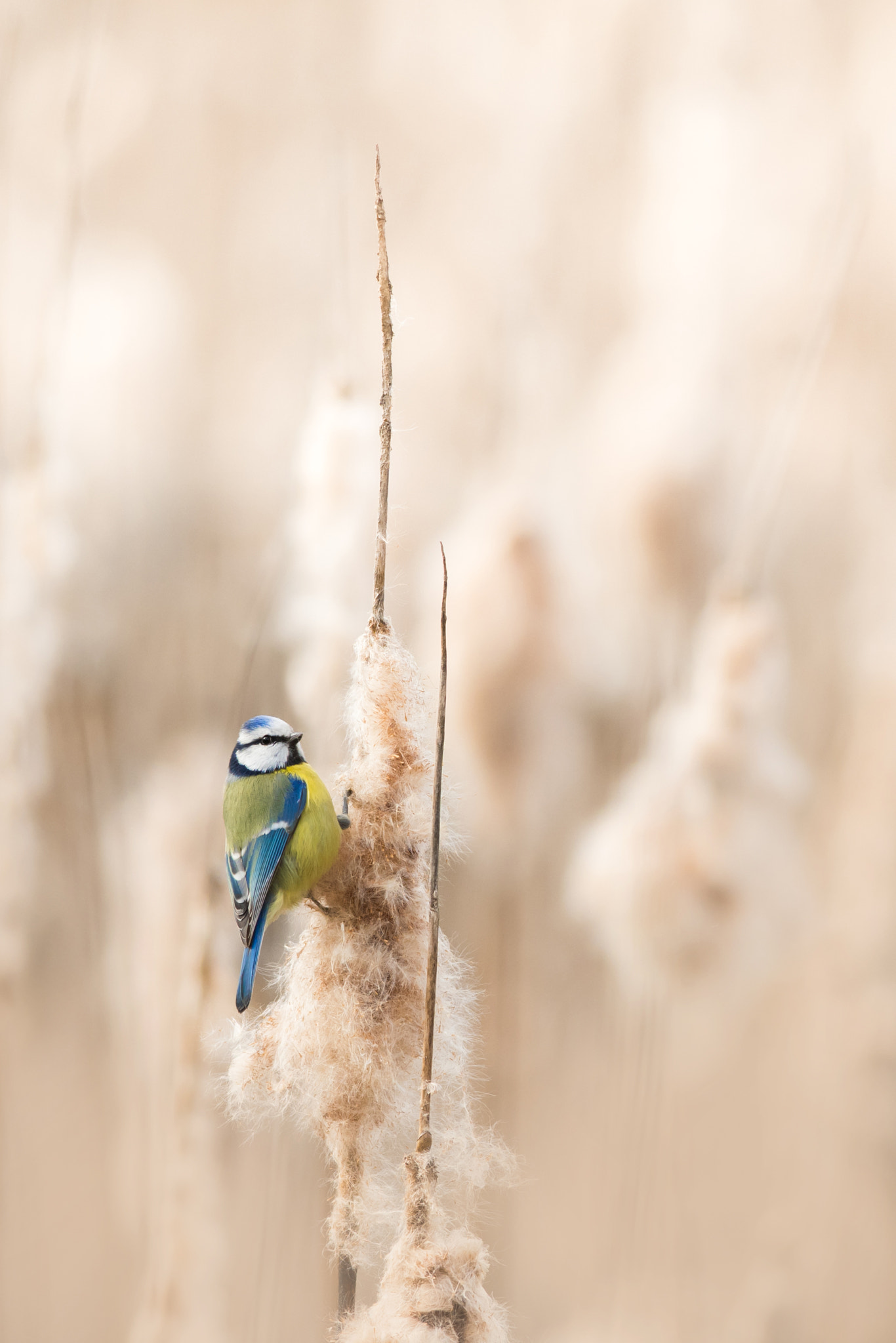 Nikon D500 + Nikon AF-S Nikkor 300mm F4D ED-IF sample photo. The eurasian blue tit ii. photography