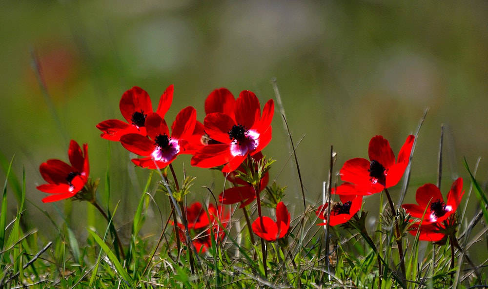 Nikon D7100 + Sigma 70-300mm F4-5.6 APO Macro Super II sample photo. La série des anemons 17-16 photography