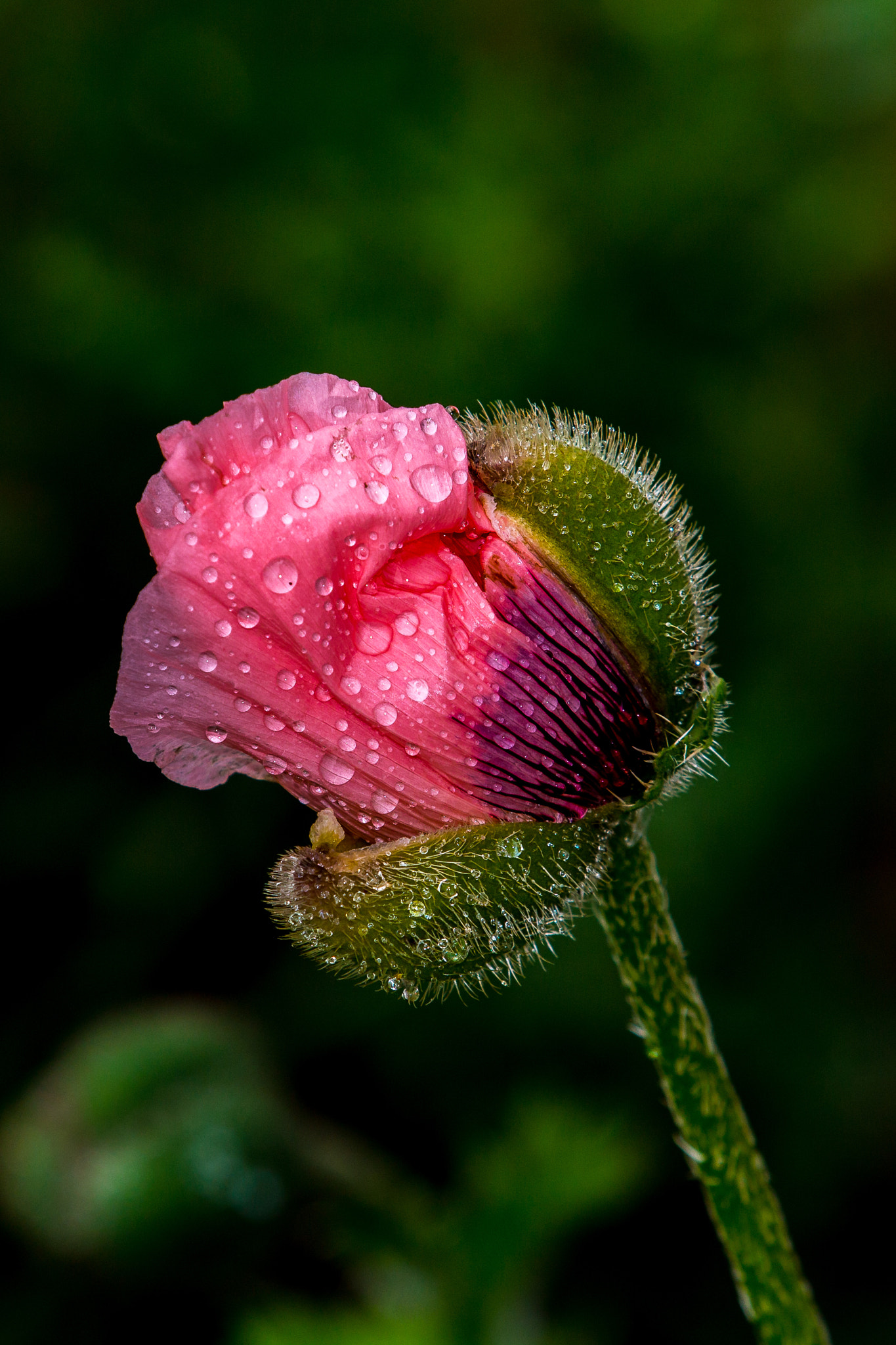 Canon EF 70-200mm F2.8L IS II USM sample photo. Nasser mohn photography